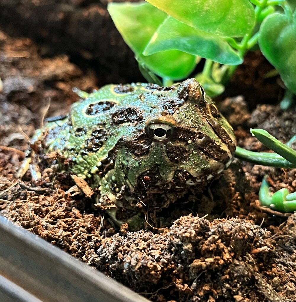 Pacman Horned Frog For Sale Blue Samurai