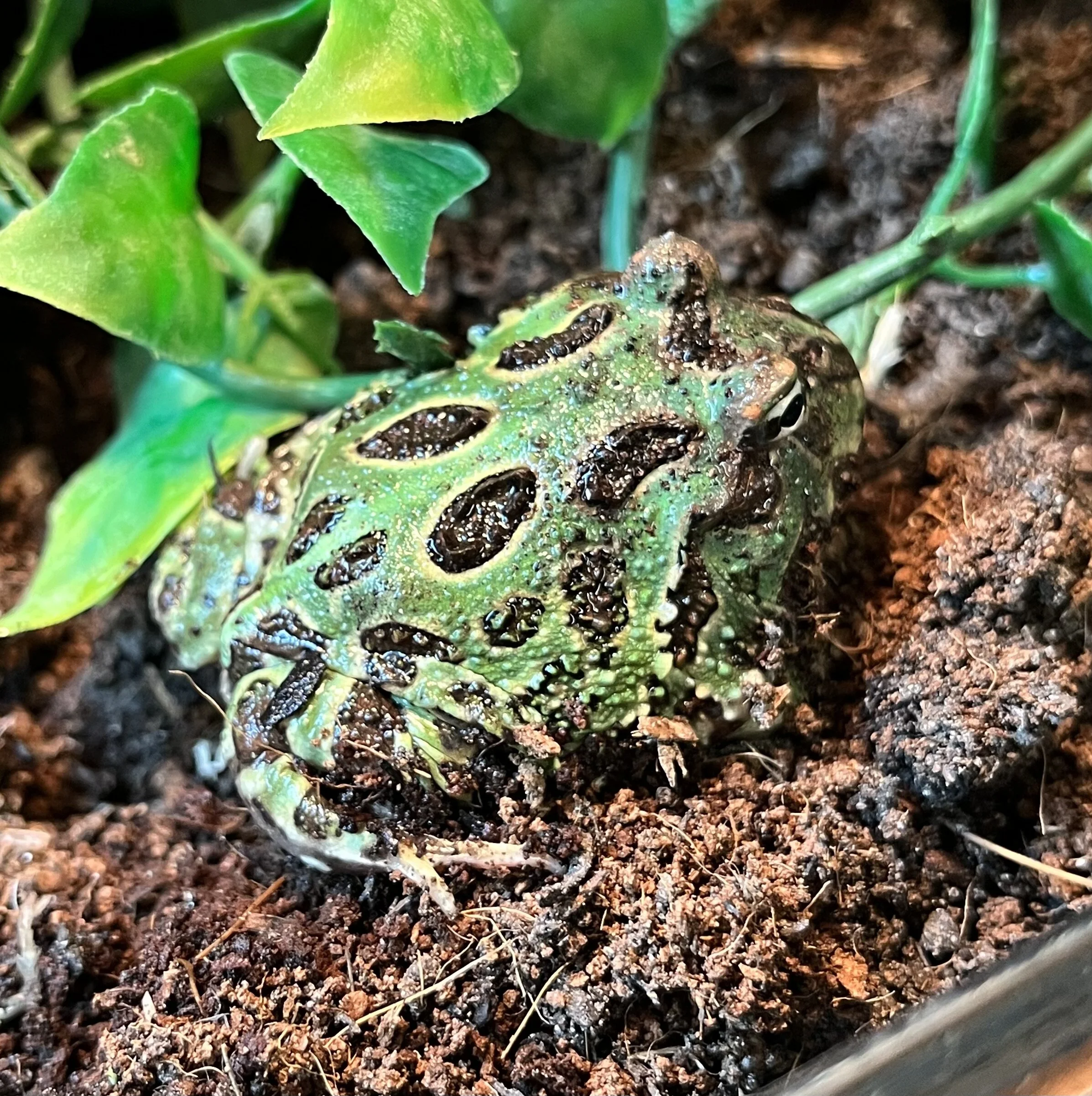 Pacman Frogs For Sale Unique Reptiles For Sale UK Reptile Shop UK
