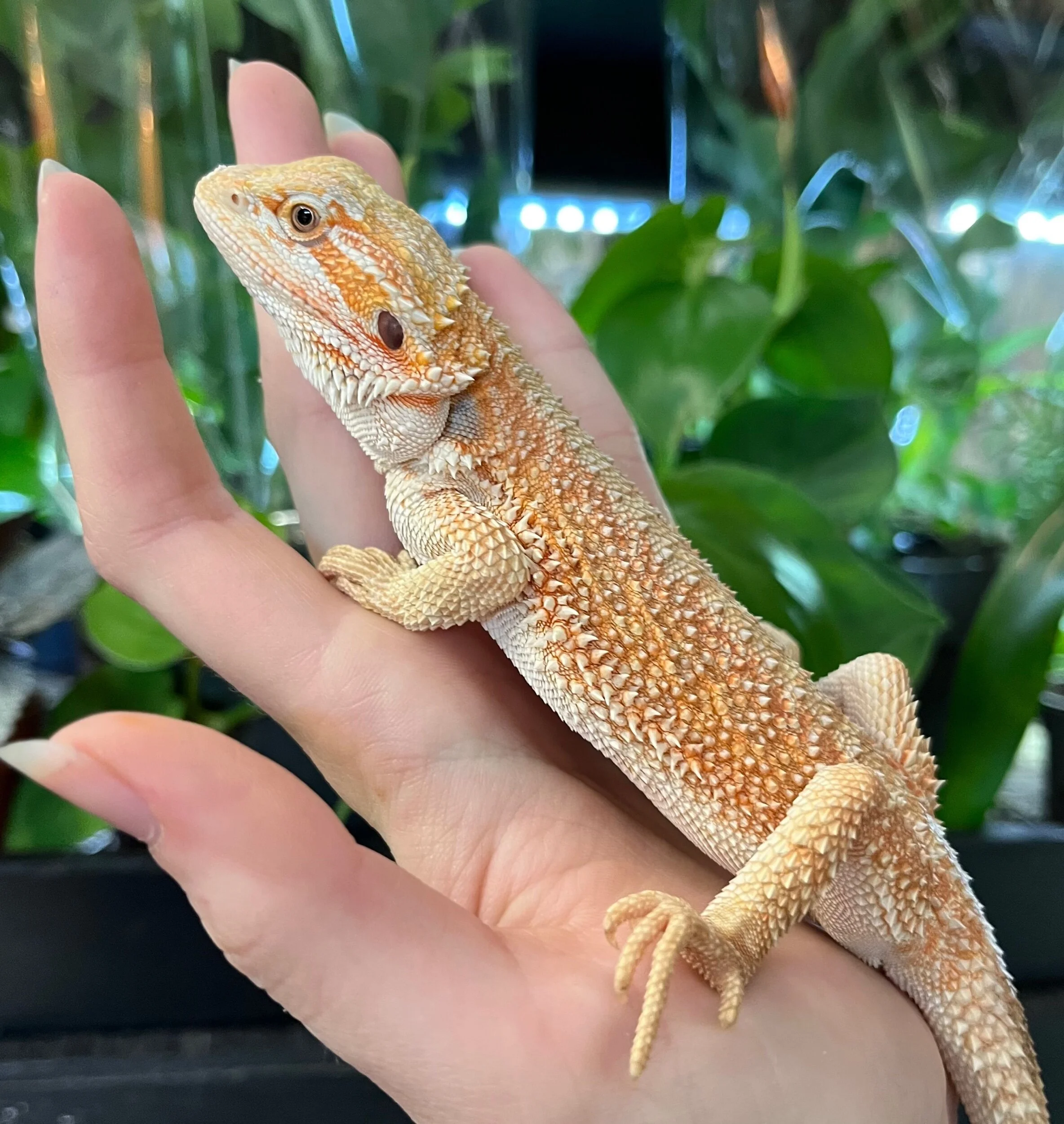 Baby Bearded Dragons For Sale