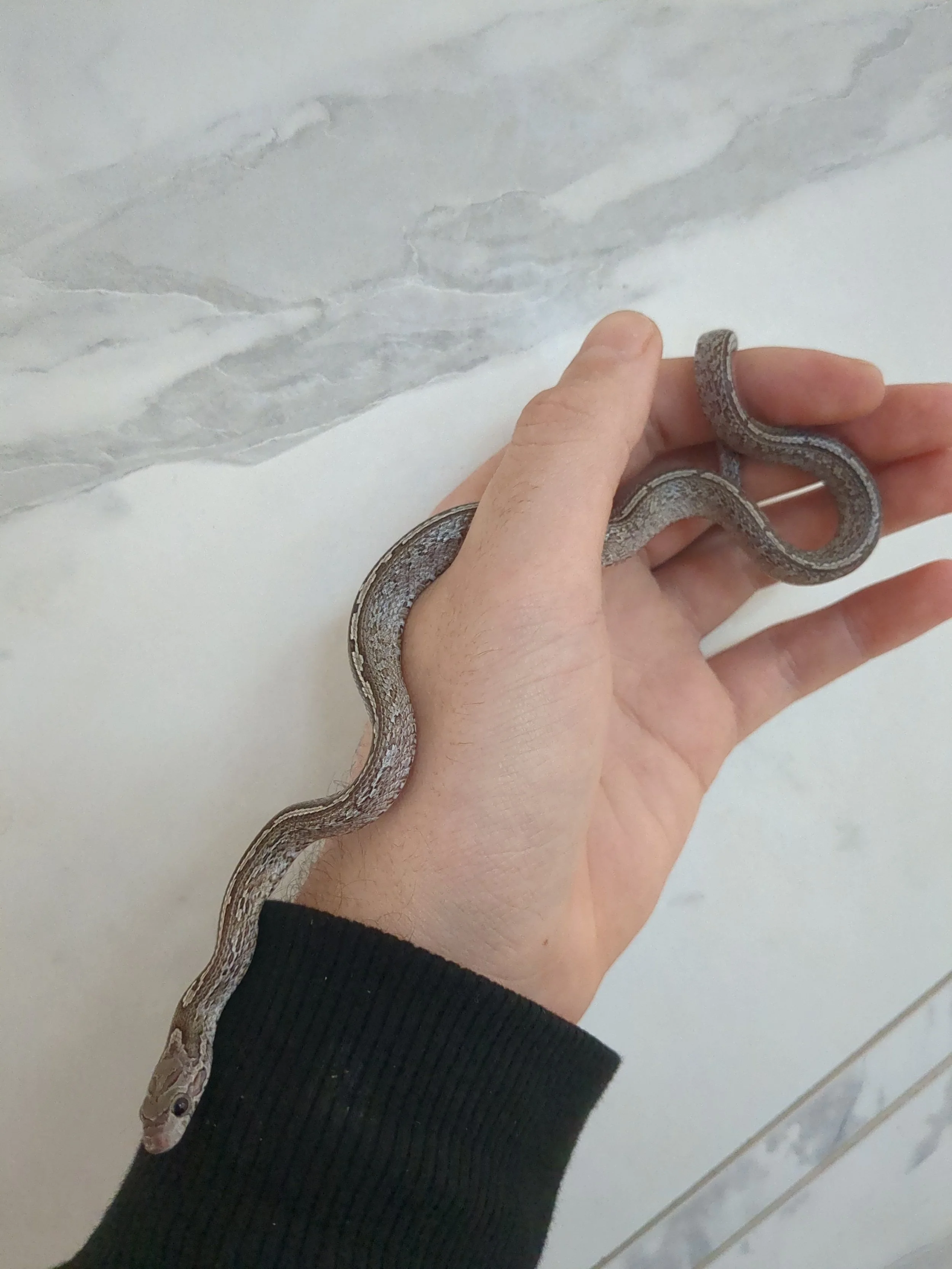 Ghost Corn Snake for Sale