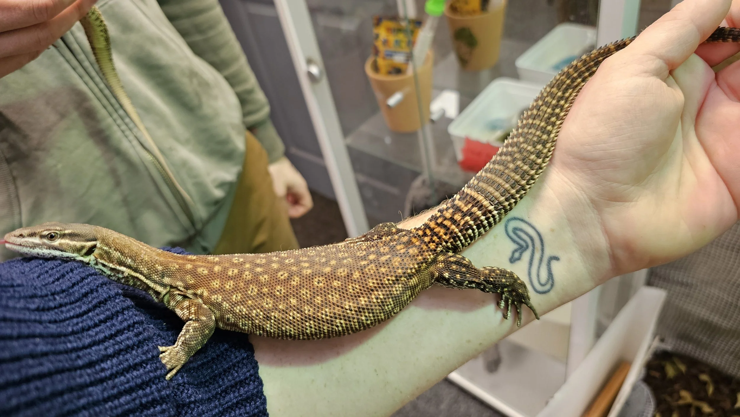 True Red Ackie Monitor Lizard For Sale