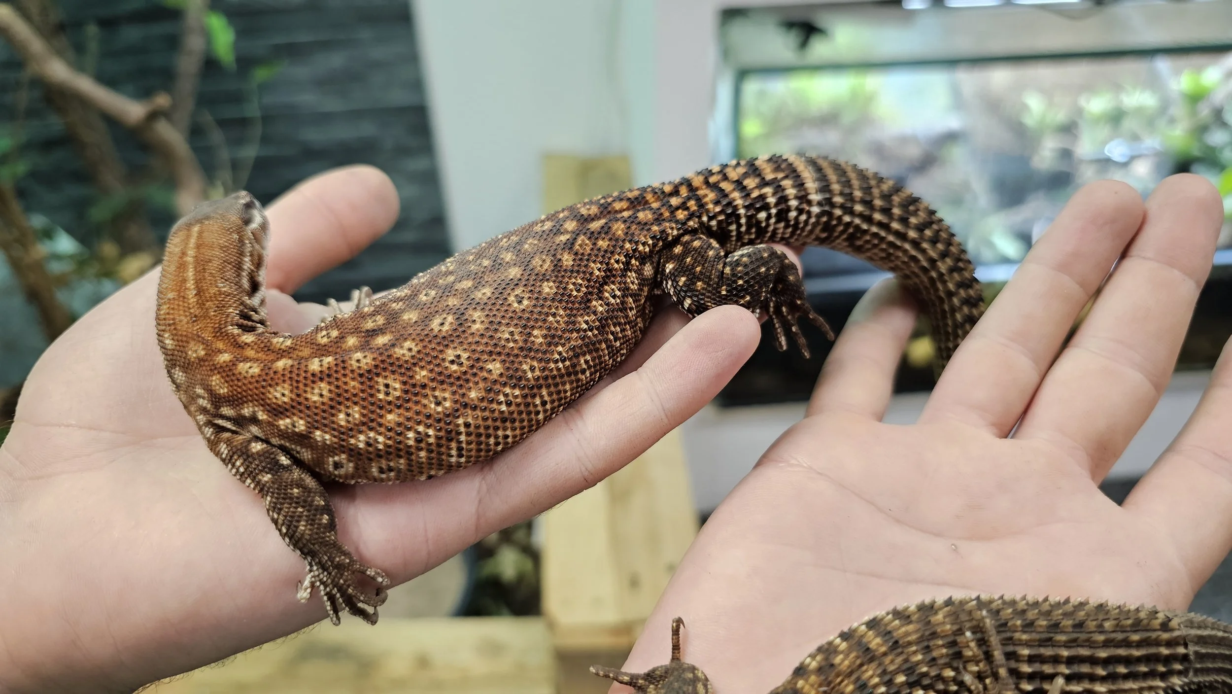 Monitor Lizard For Sale Juvenile Female True Red Ackie