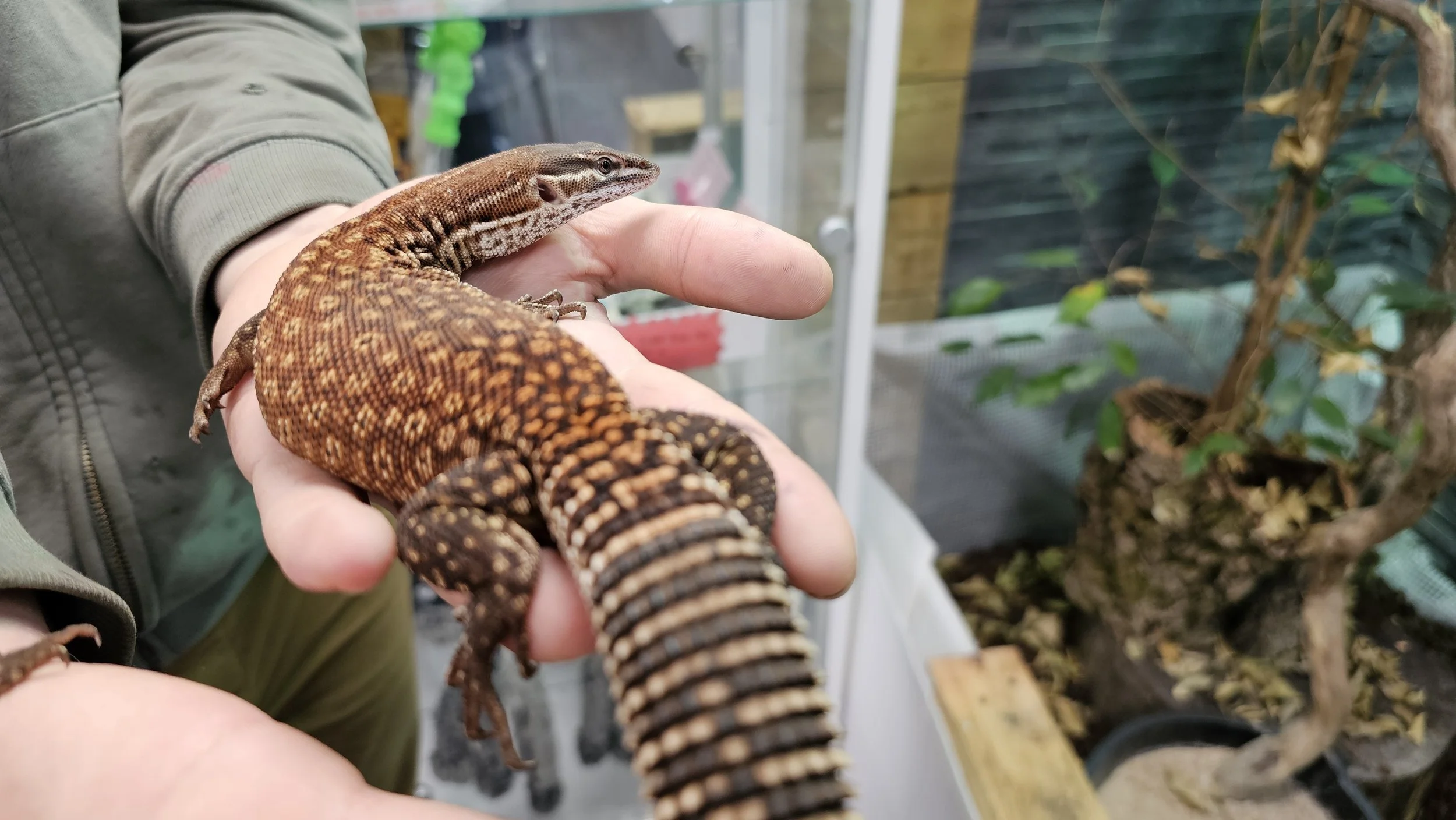 Monitor Lizard For Sale Juvenile Female True Red Ackie
