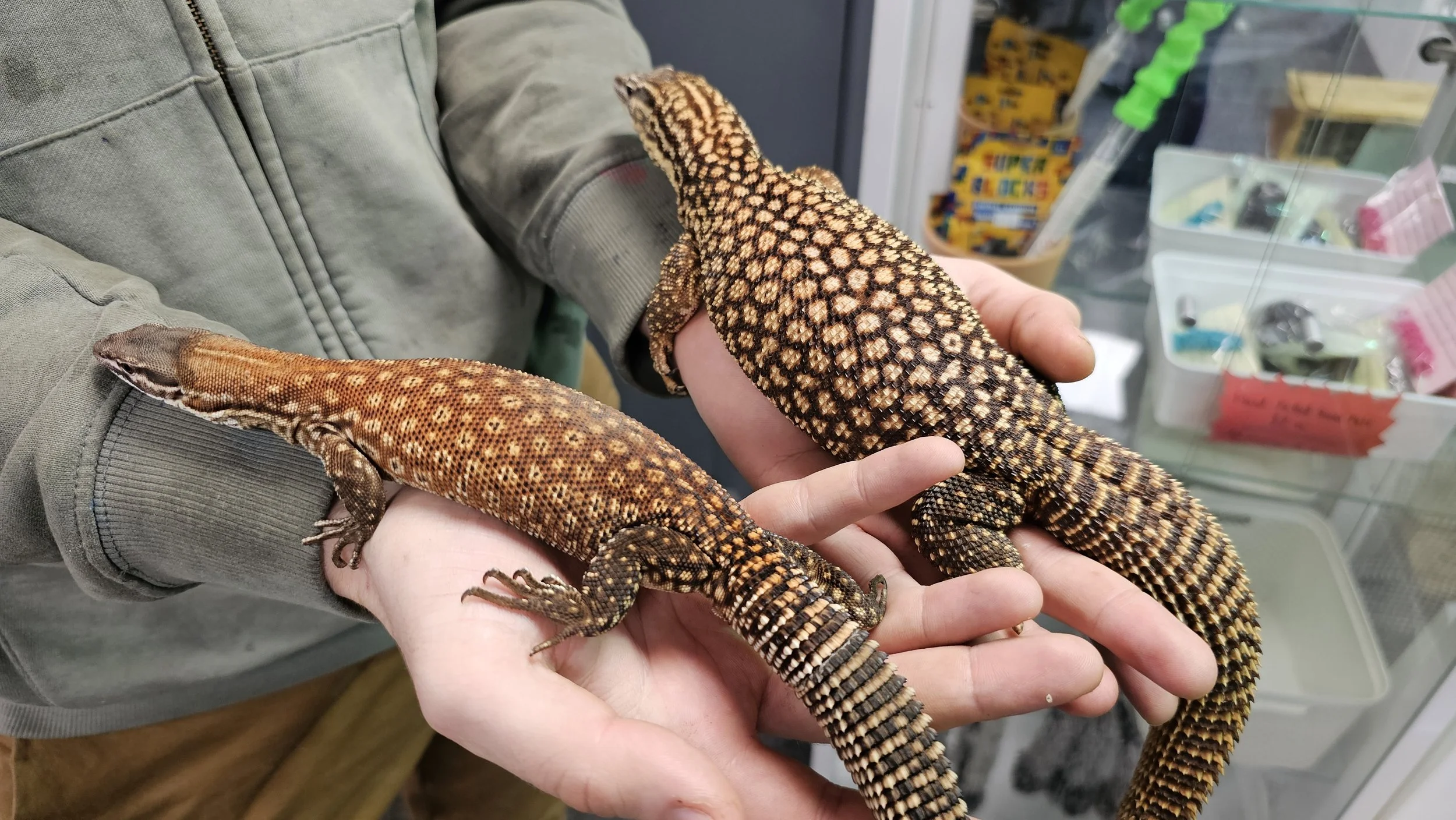 Monitor Lizard For Sale Juvenile Female True Red Ackie