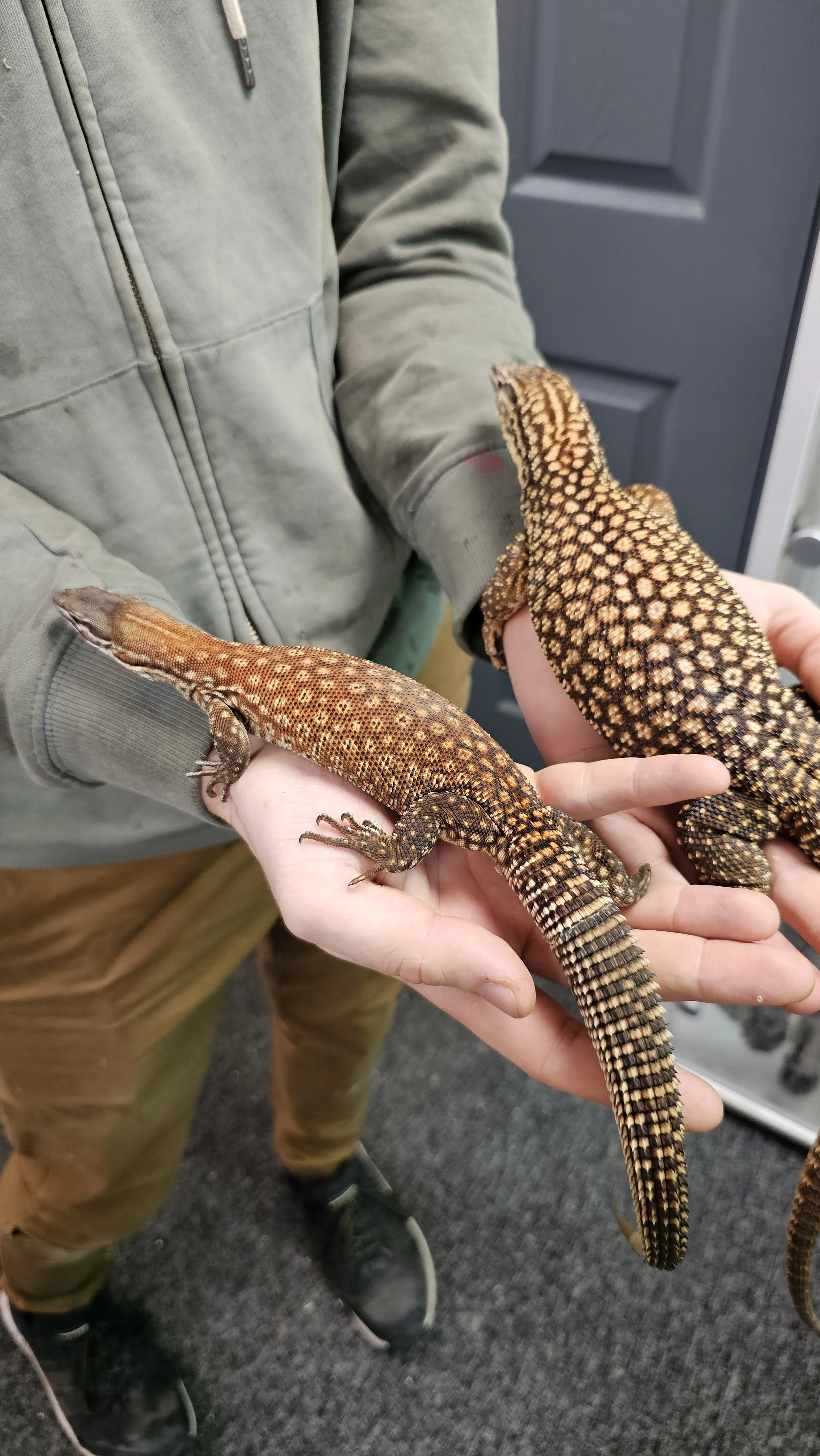 Monitor Lizard For Sale Juvenile Female True Red Ackie