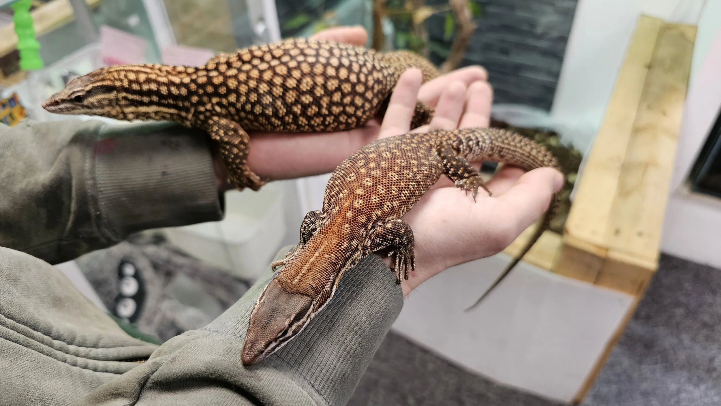 Monitor Lizard For Sale - Juvenile Female True Red Ackie