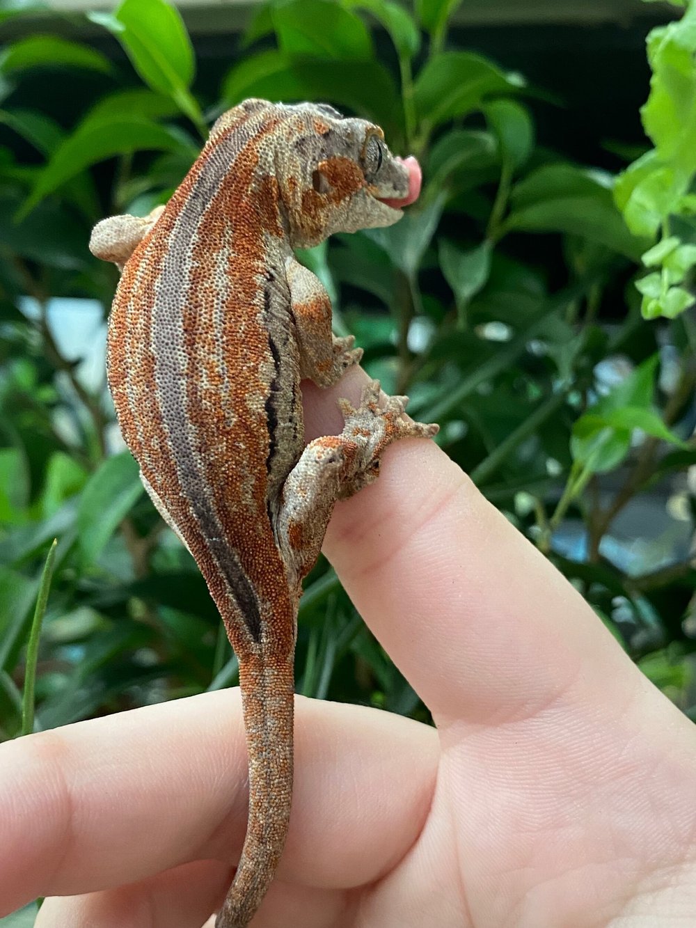 Amazing 5 Stripe Gargoyle Gecko For Sale