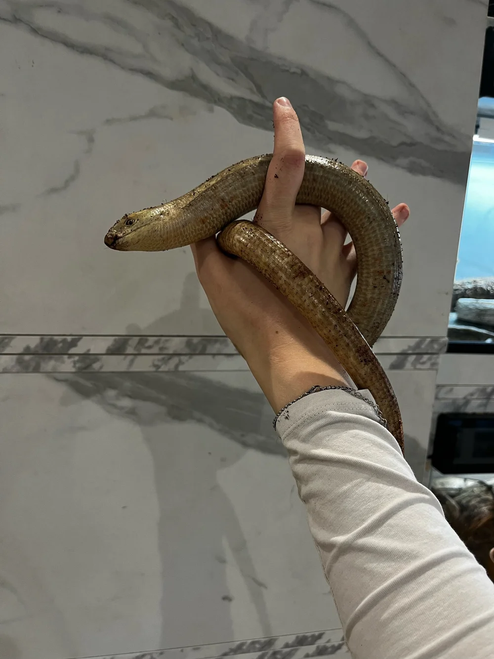 Unique Legless Lizard For Sale