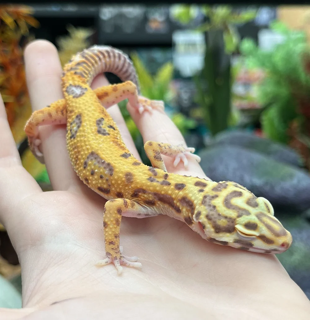 Gecko Breeders Free Leopard Gecko To Good Home Leopard Gecko For