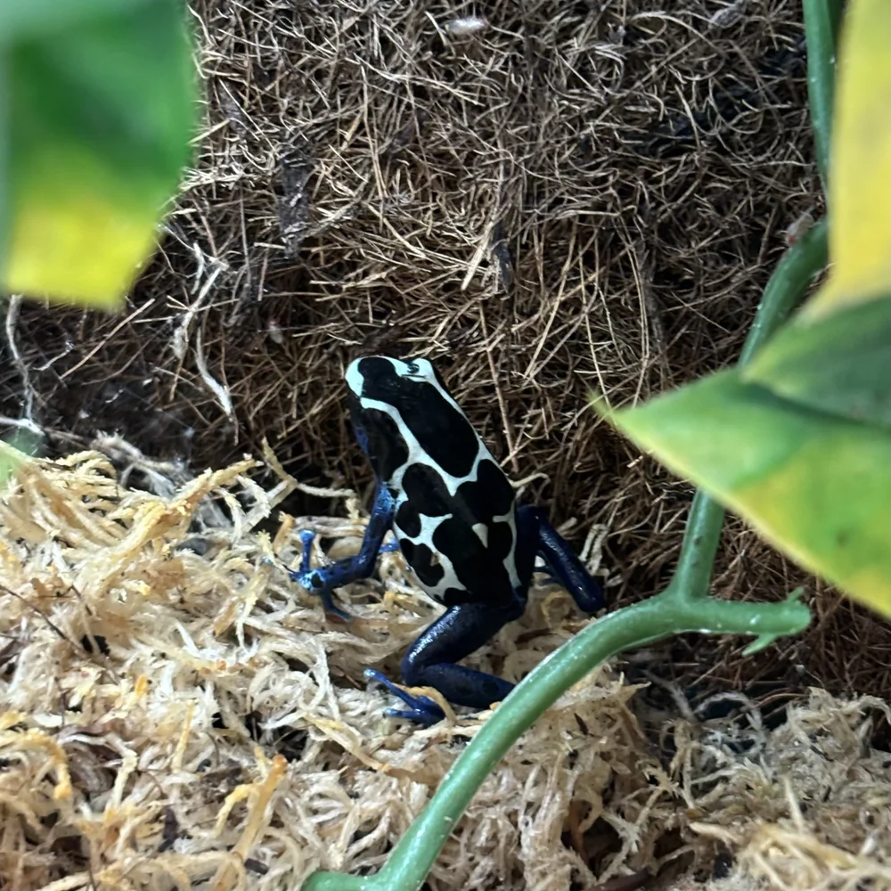 Oyapock Dart Frogs For Sale