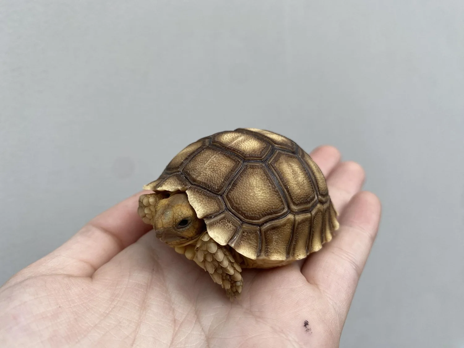 Baby Sulcata Tortoises For Sale African Spurred Tortoises