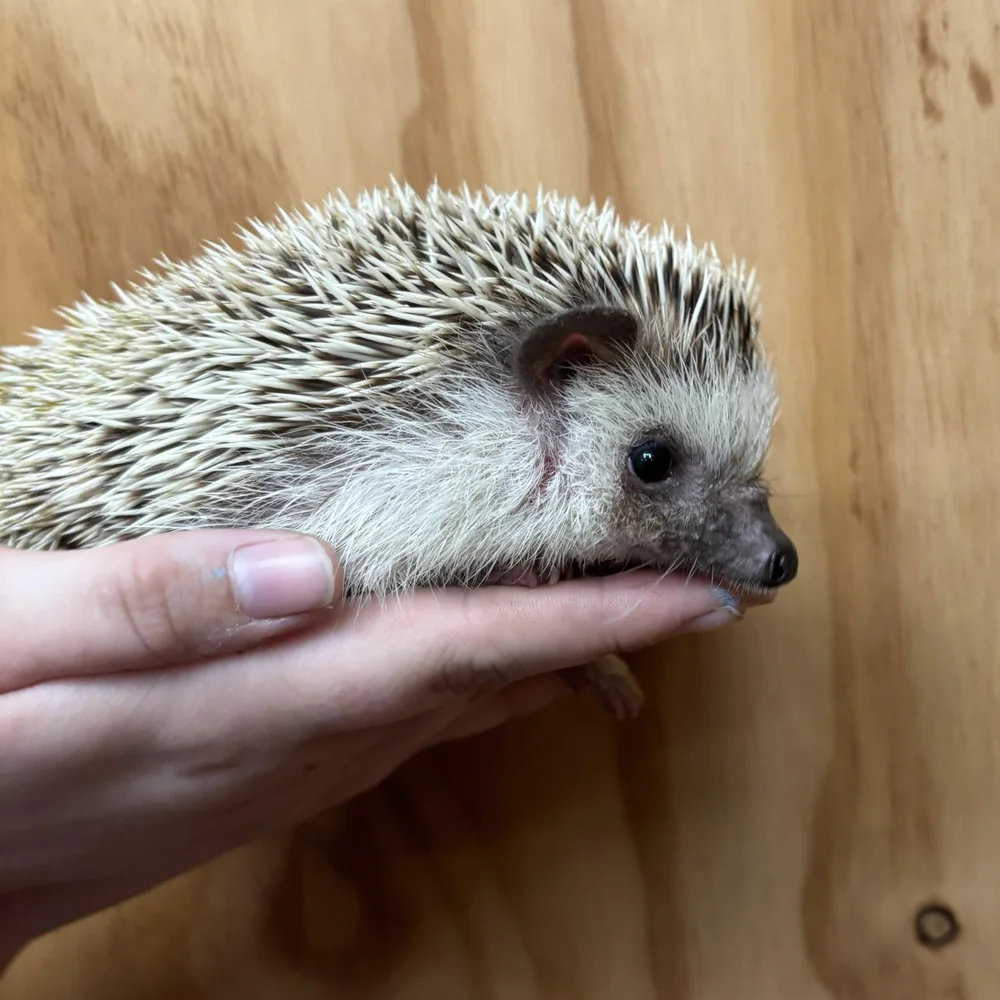 Pygmy Hedgehog African Pygmy Hedgehog For Sale Harry