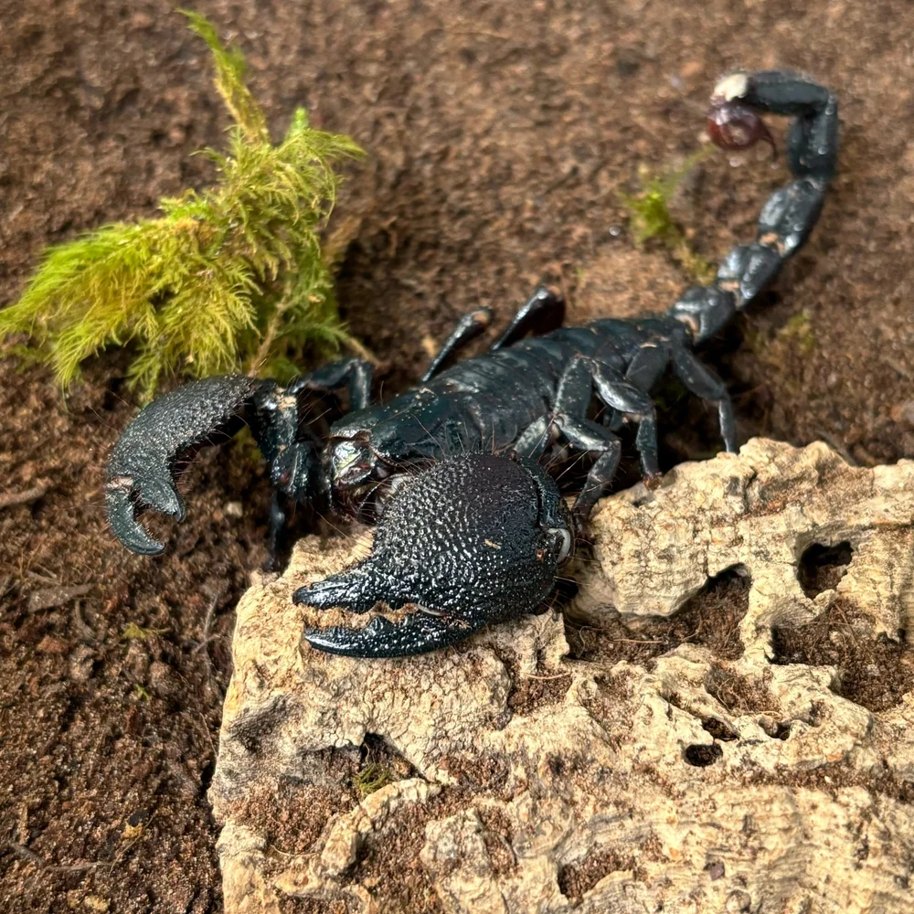 Emperor Scorpion For Sale
