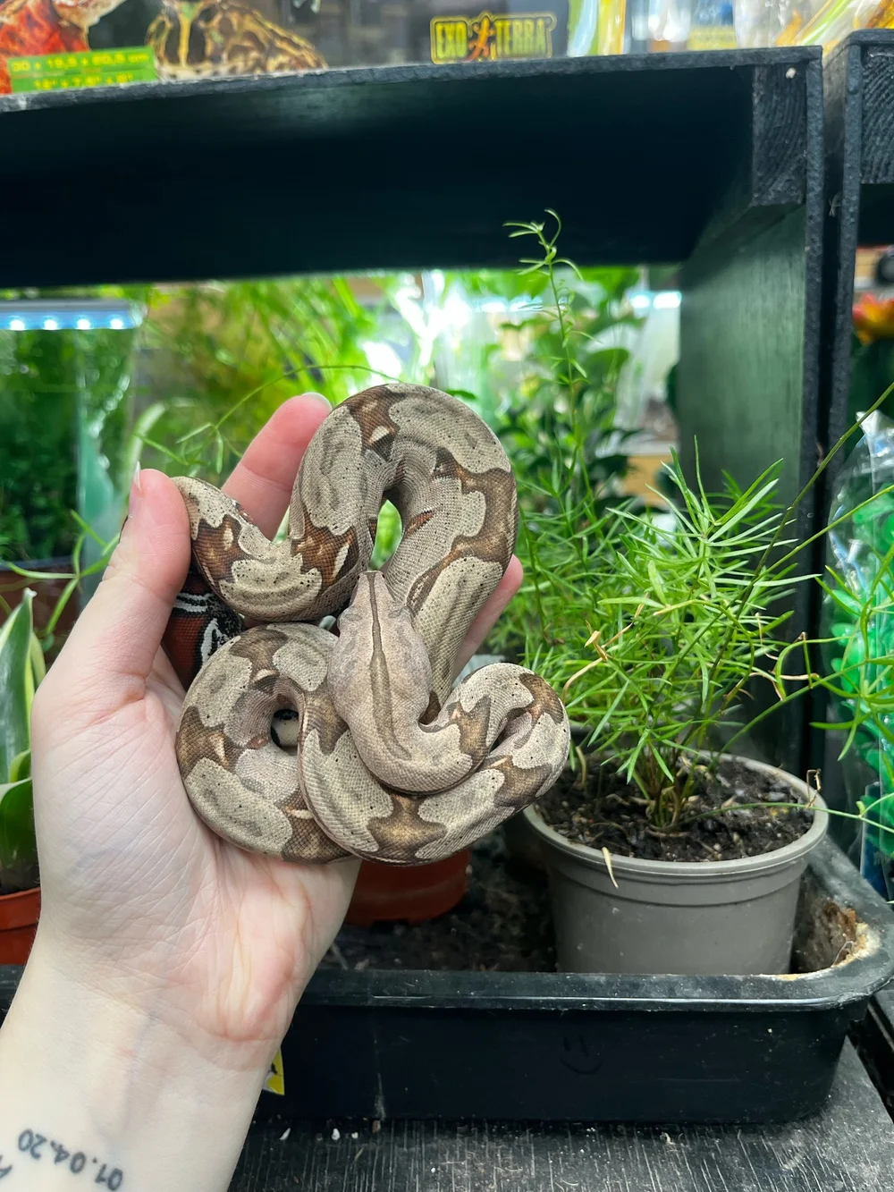 Suriname True Red Tail Boa For Sale