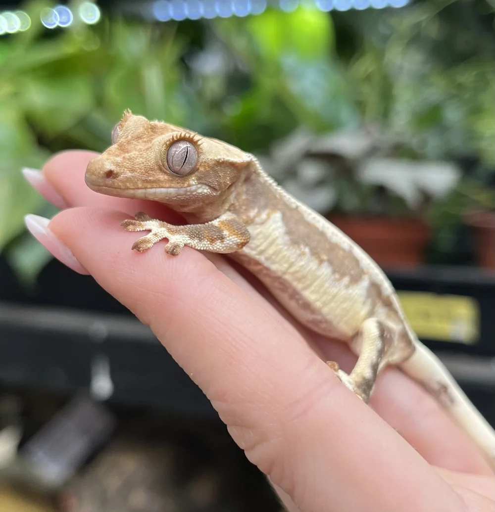 Baby Lilly White Crested Gecko For Sale