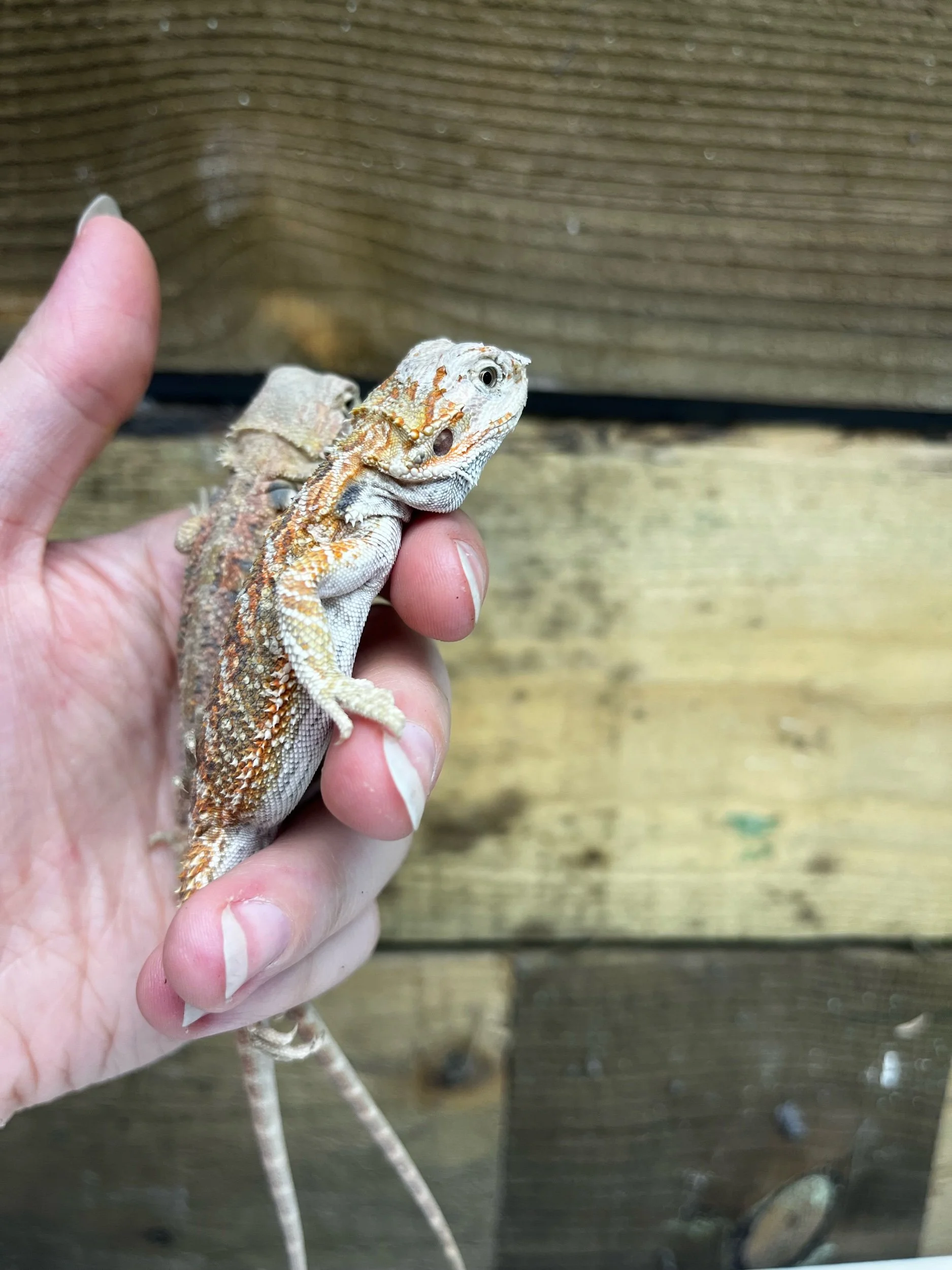 Stitch The Bearded Dragon For Rehoming