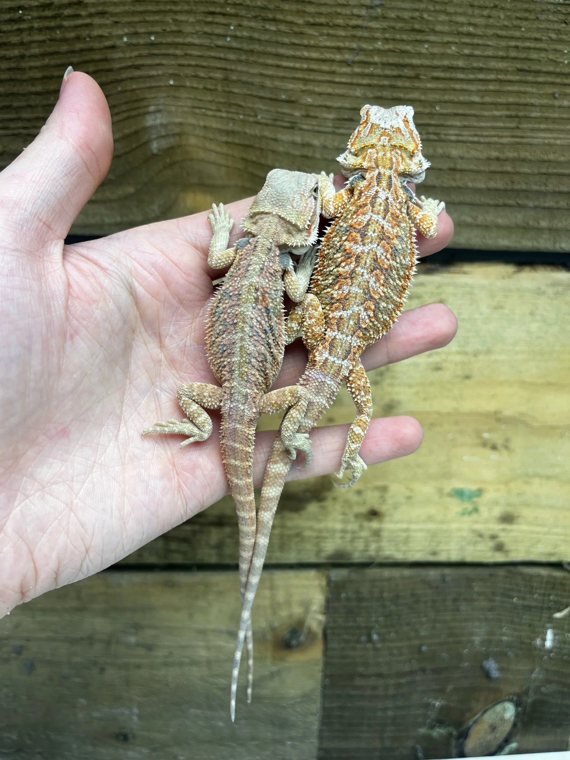 Stitch The Bearded Dragon For Rehoming