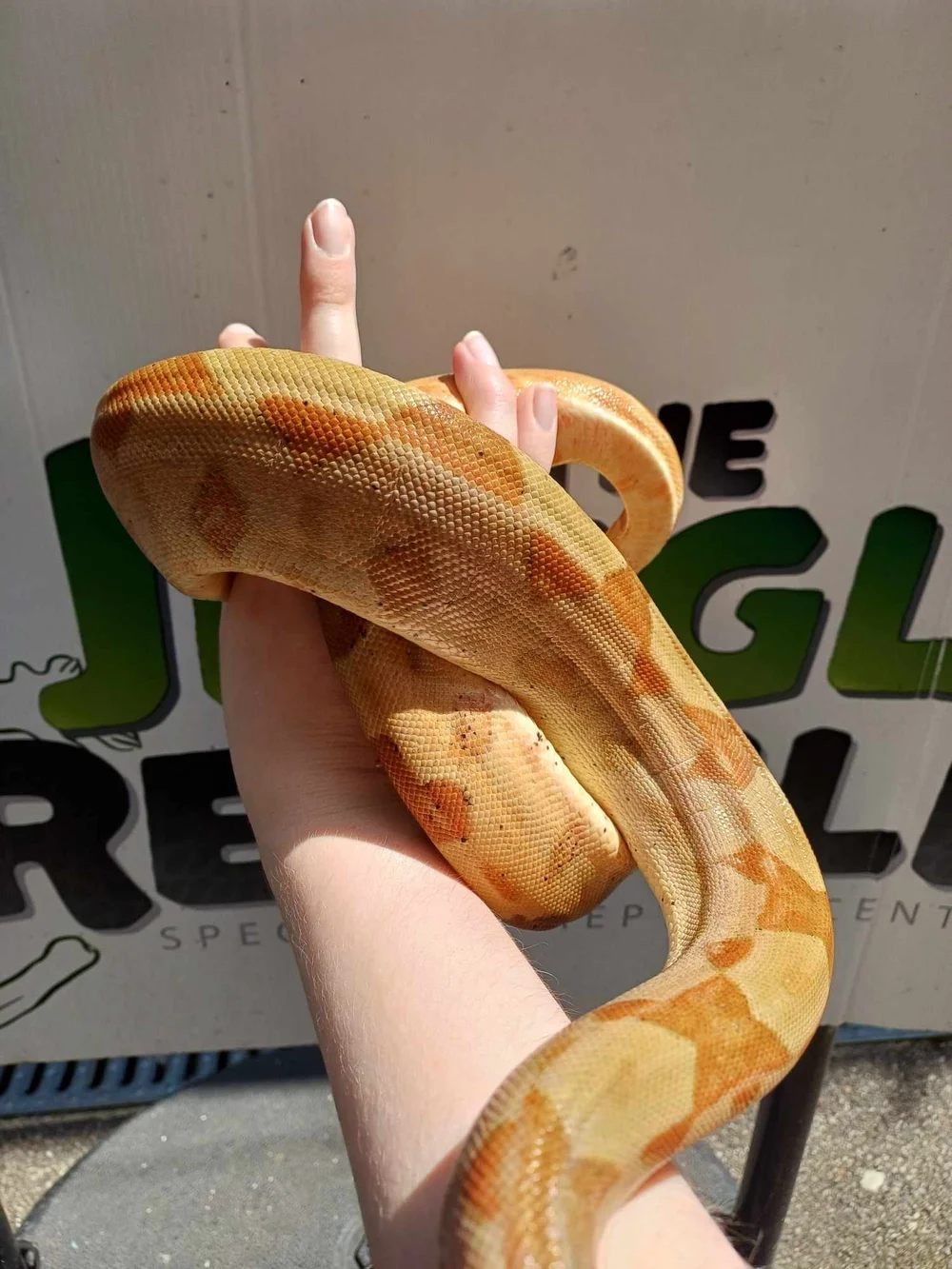 Hypo Het Sharp Albino Common Boa For Sale