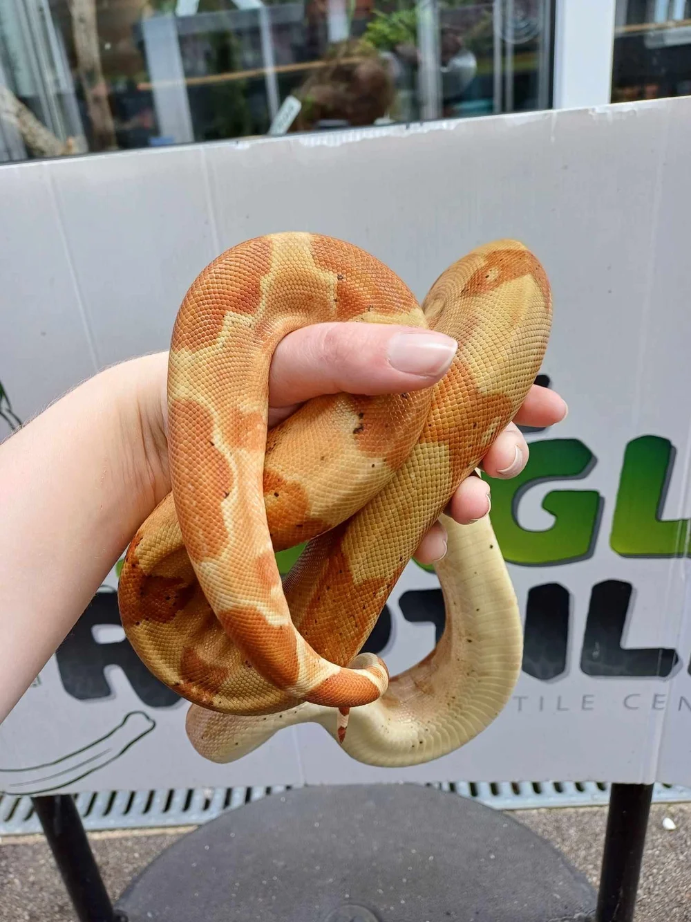 Hypo Het Sharp Albino Common Boa For Sale