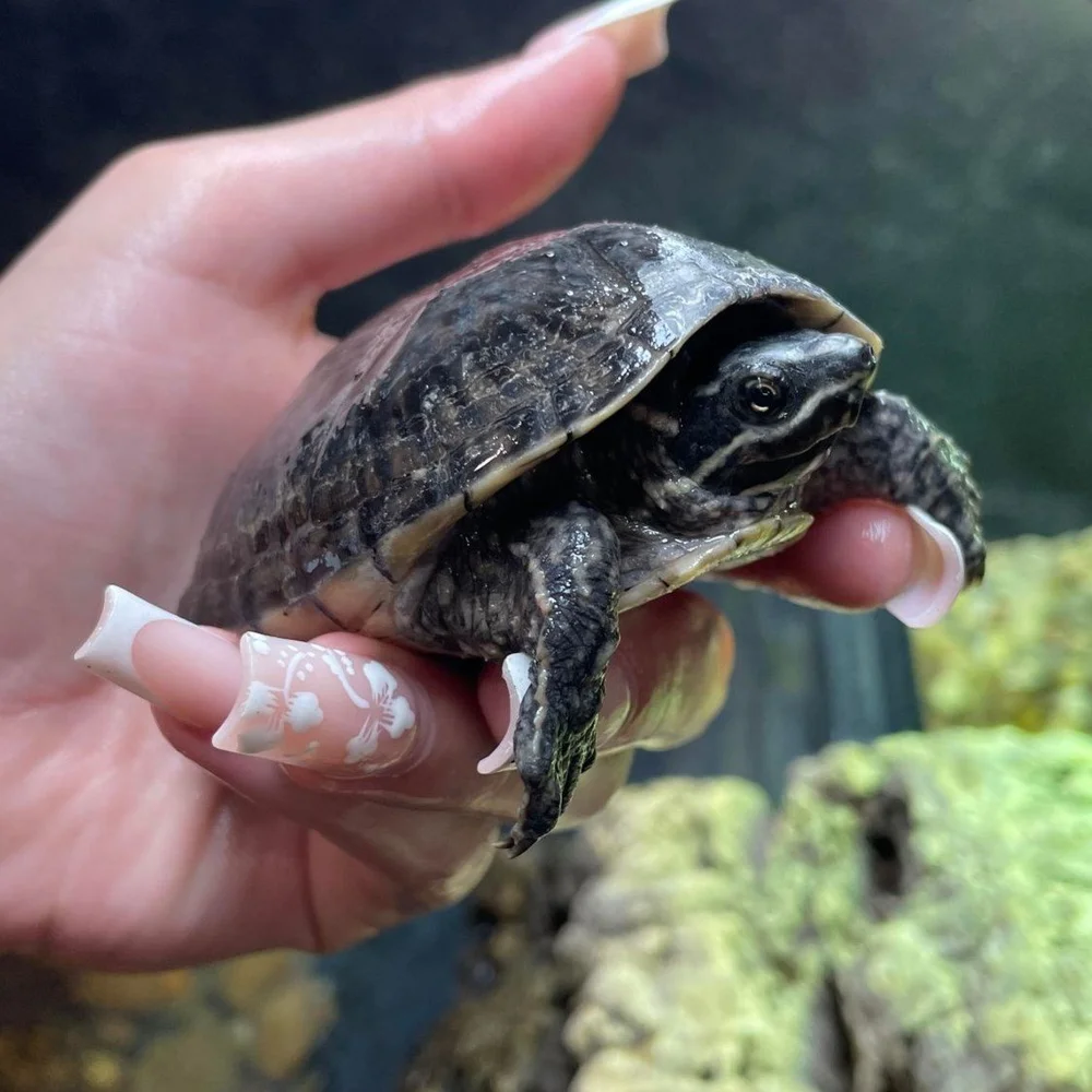 Dwarf Turtles Small House Turtles Mini Turtle Pet Water Turtles