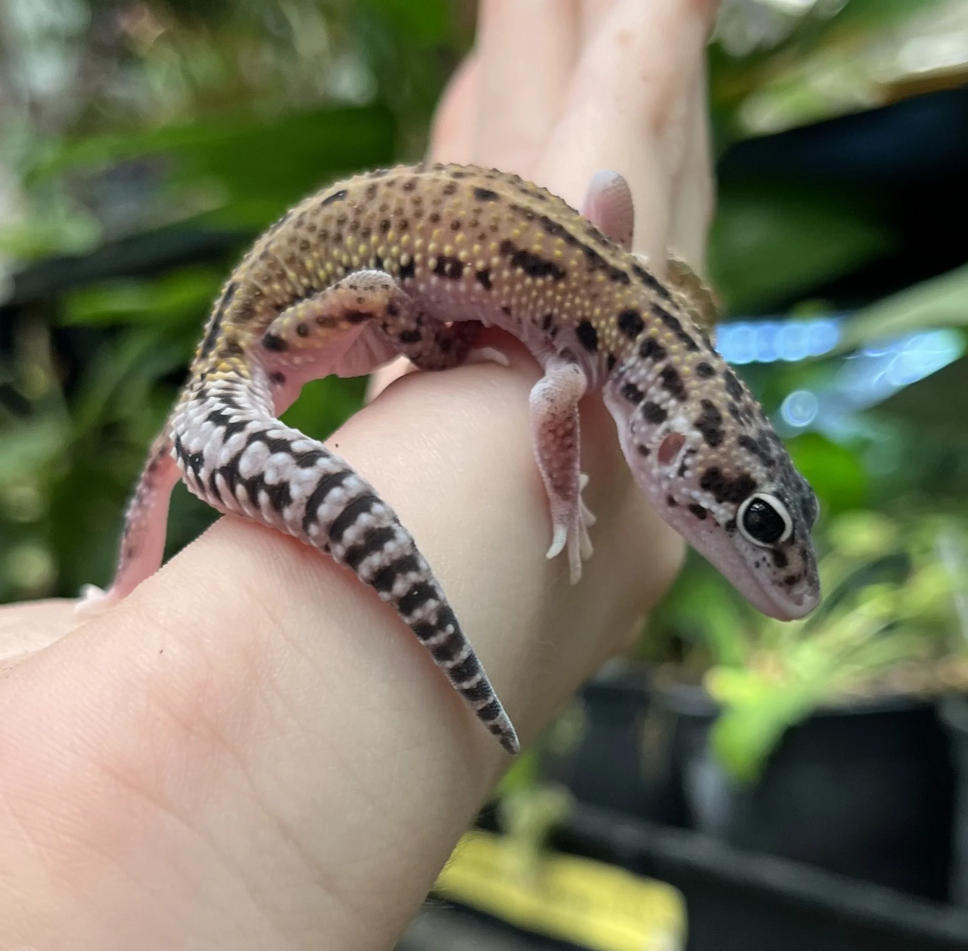 unique-reptiles-for-sale-uk
