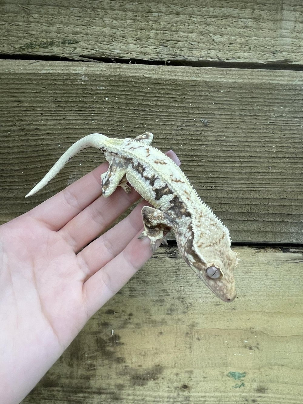 Crested Gecko For Sale - High Expression Lily White Tri Colour