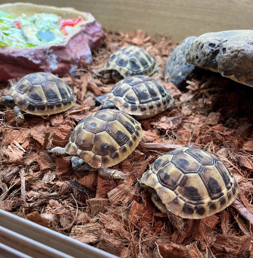 Hermann's Tortoise Best Small Tortoise Pets Pet Tortoises