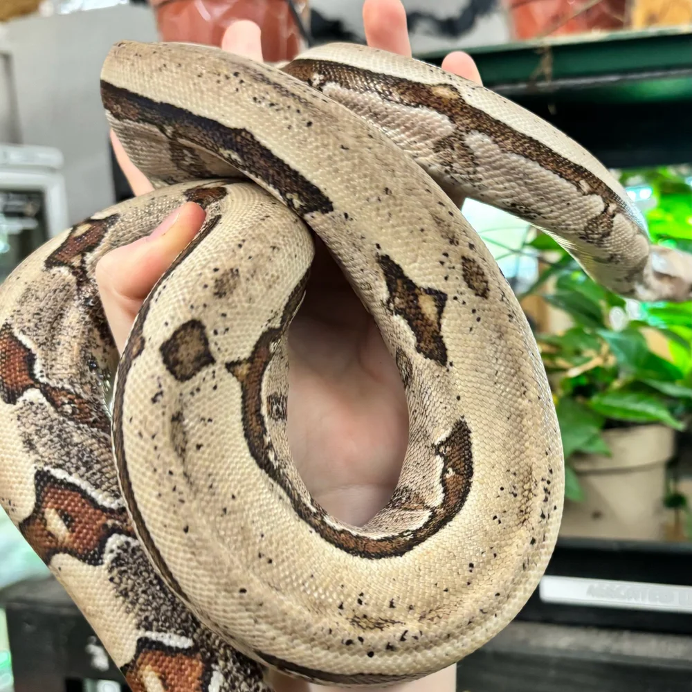 boa トール・スネークEP serial Male Rejectia Boa For Sale