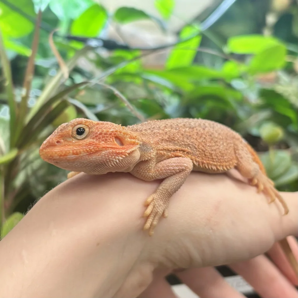 Exotic Pets Types Of Pet Lizards For Beginners Exotic All Pet