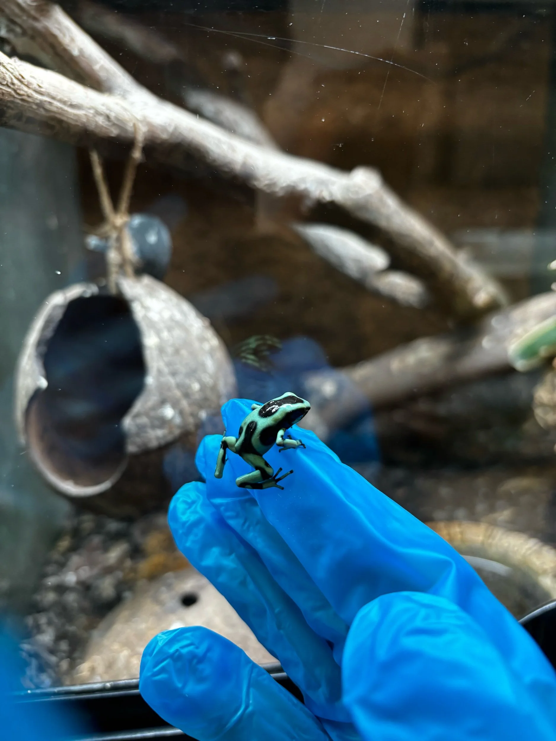 Frogs For Sale — Unique Reptiles For Sale UK