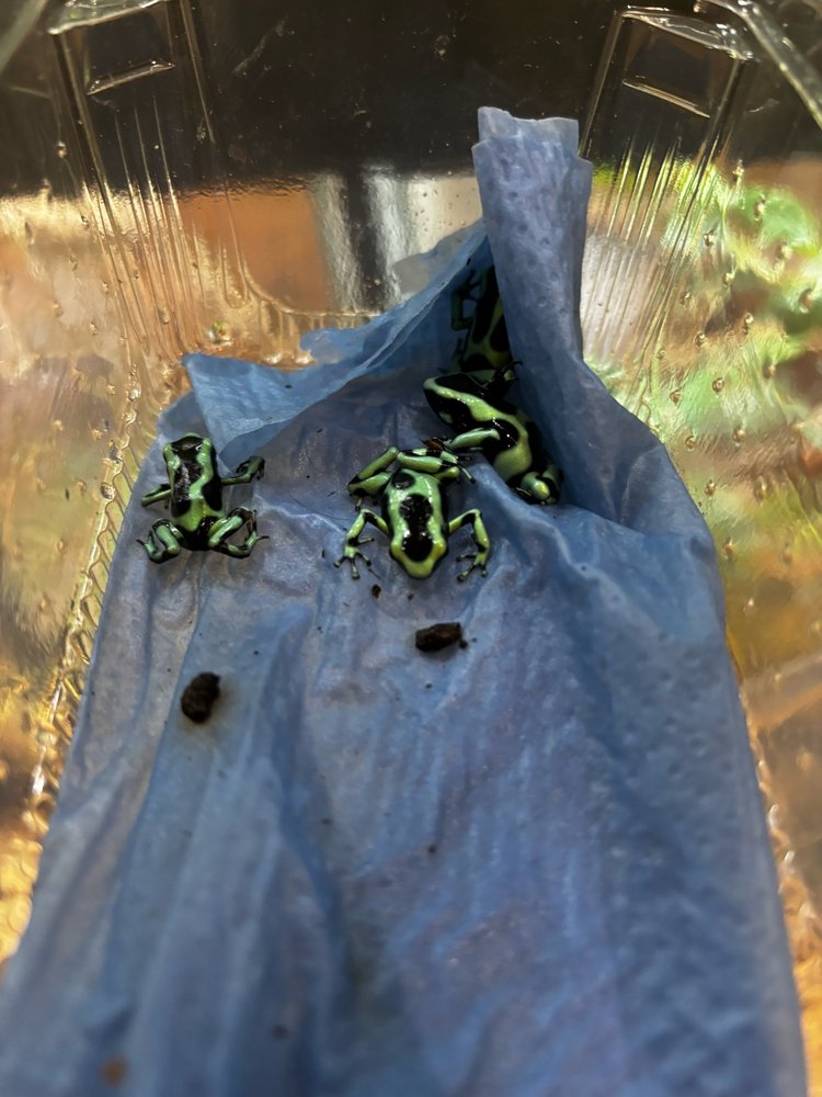 Frogs For Sale — Unique Reptiles For Sale UK