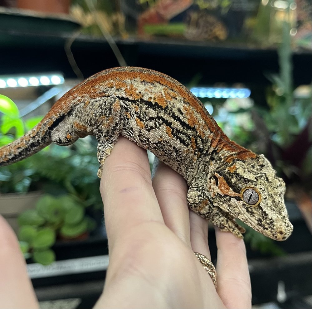 Male Gargoyle Gecko For Sale - Orange Stripe