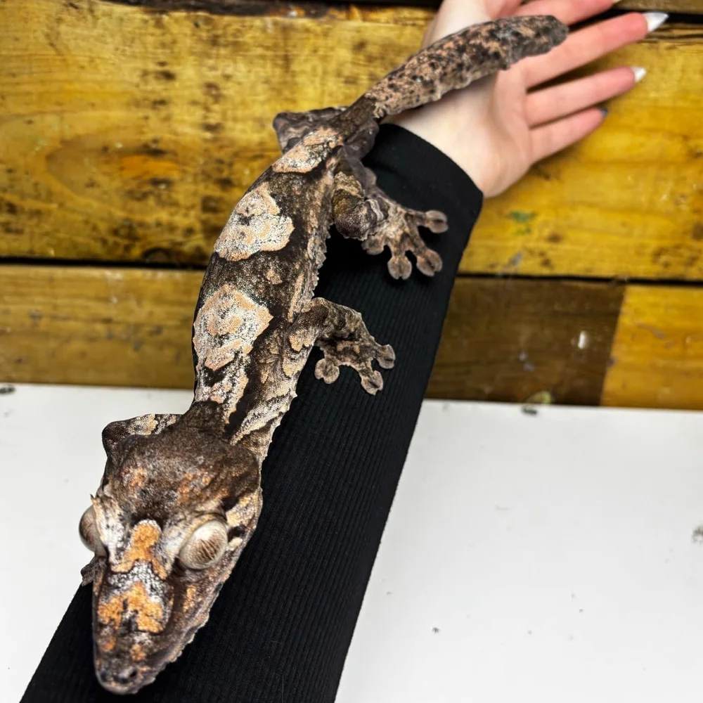 Pair of Giant Leaf-Tailed Uroplatus Geckos For Sale