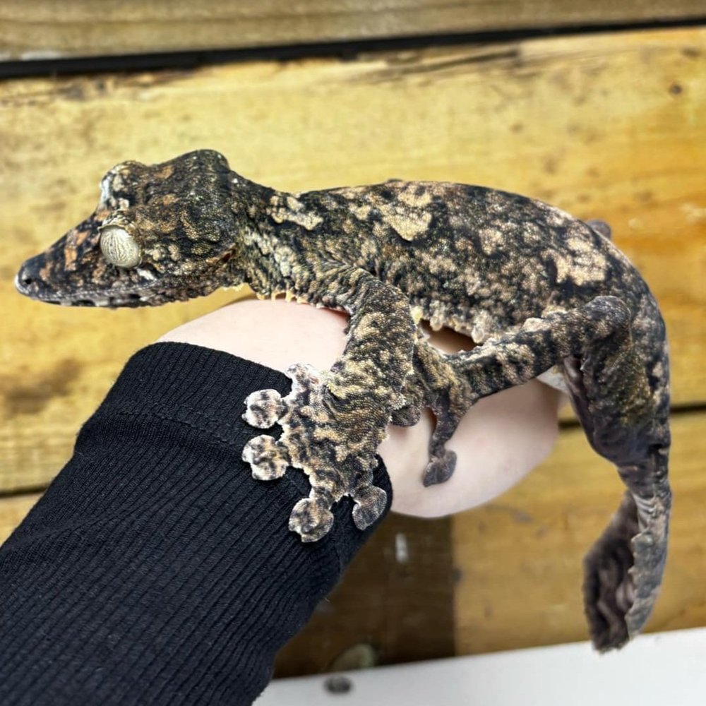 Pair of Giant Leaf-Tailed Uroplatus Geckos For Sale