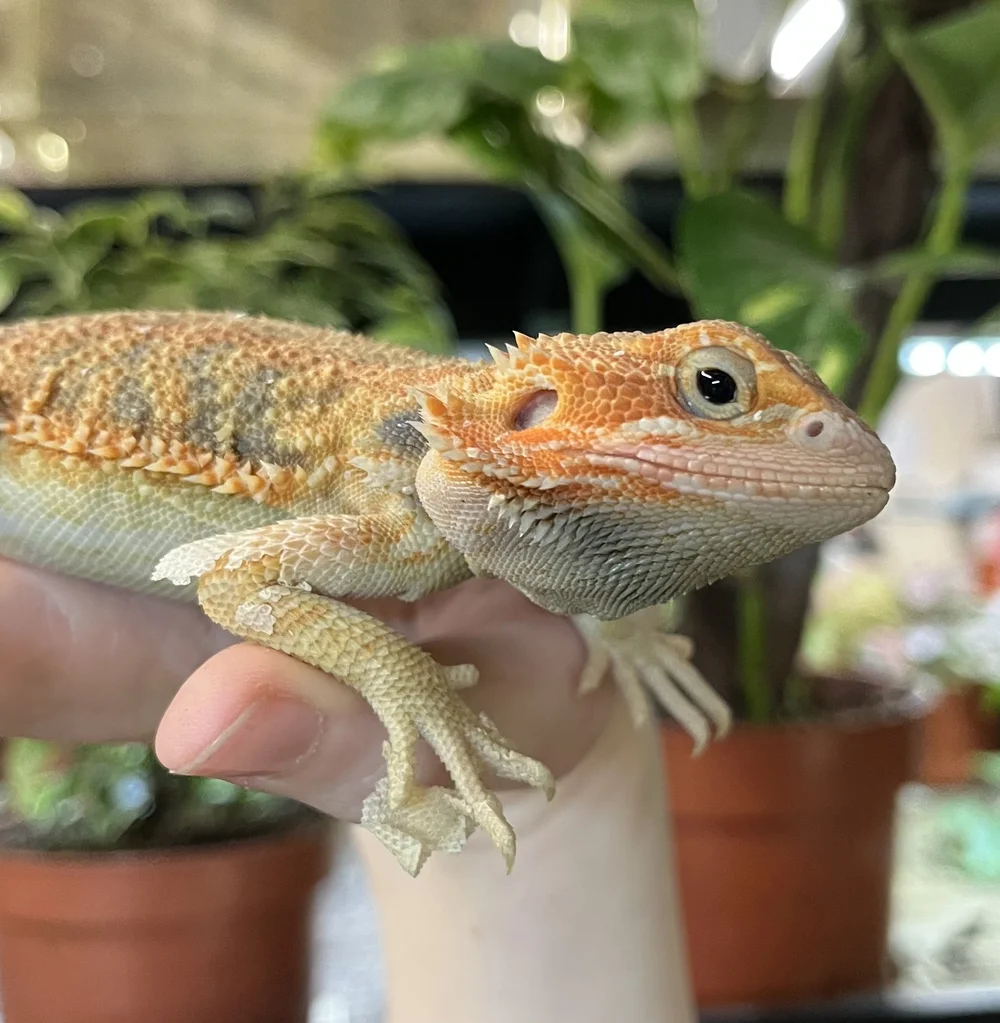 Orange Hypo Translucent Baby Bearded Dragon for Sale