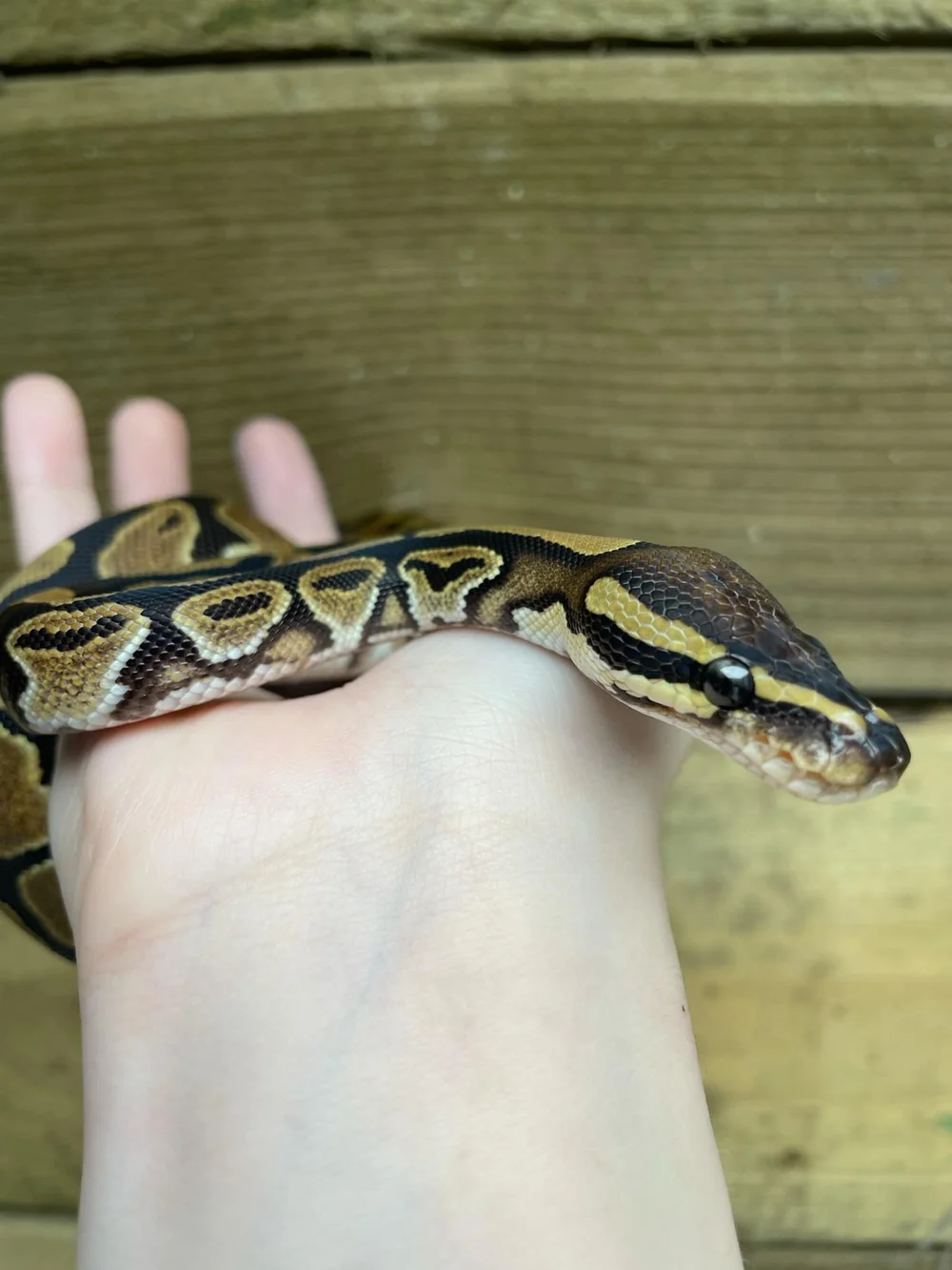 Normal Baby Ball Python