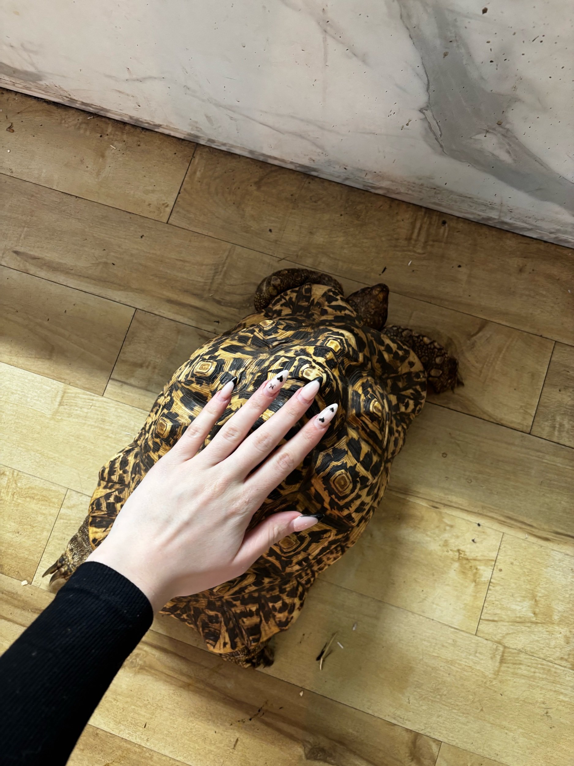 A6FF7CC9-0437-4AAF-A835-1E0FAF8AEA10.jpeg