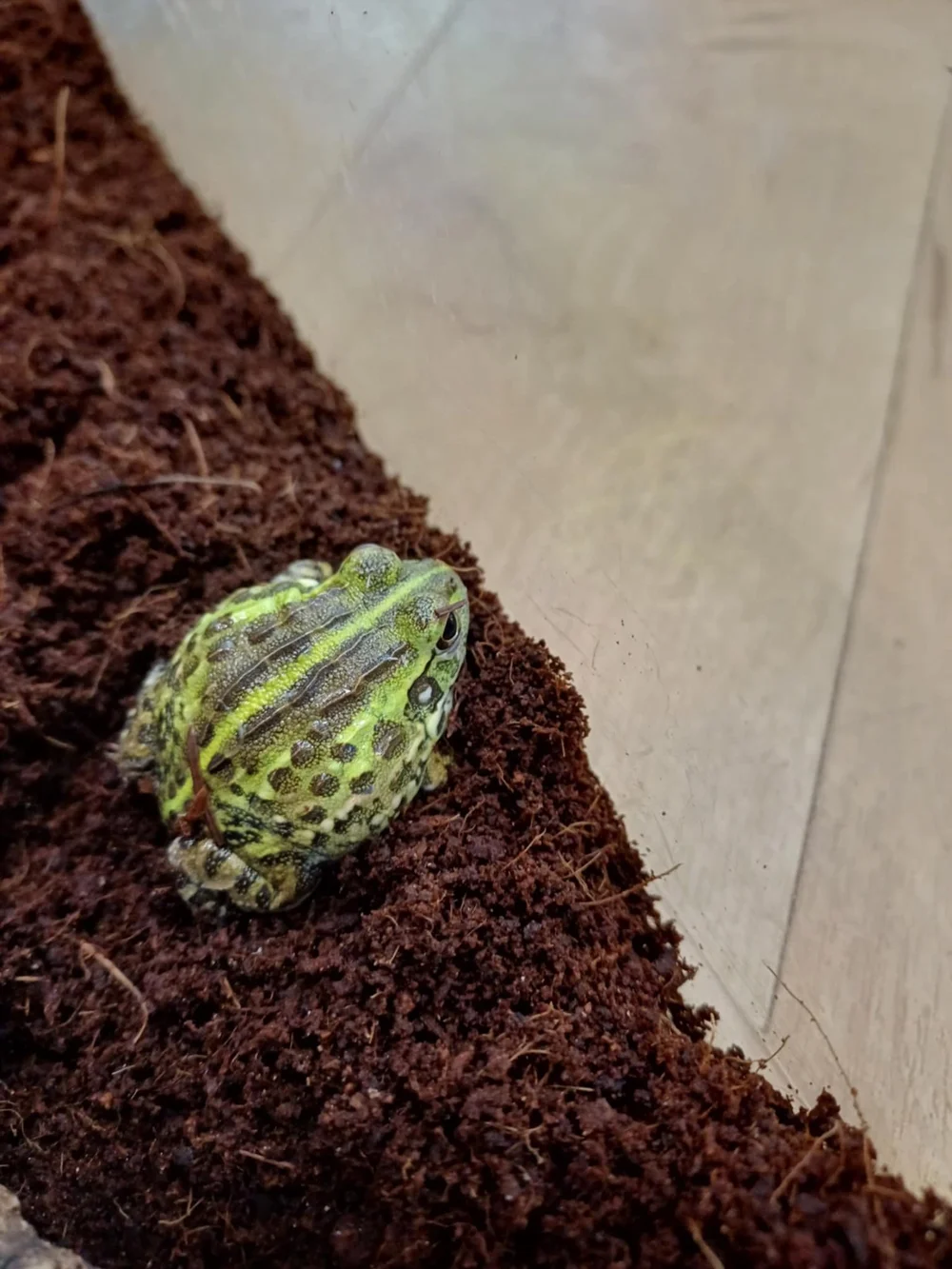 Giant African Pixie Bullfrogs For Sale - Babies