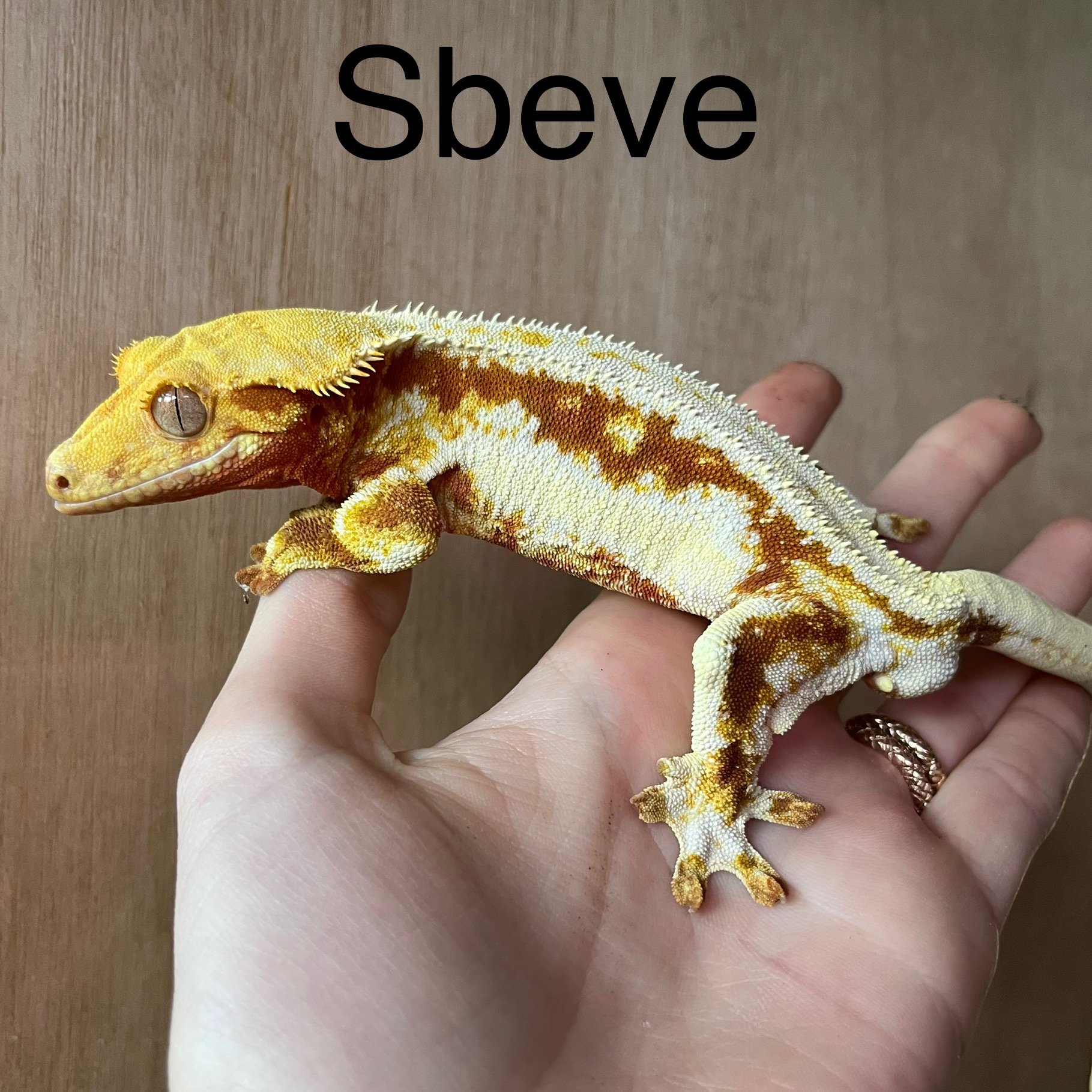 1B231887-1F05-428F-A09D-43B2BD145E63.jpeg