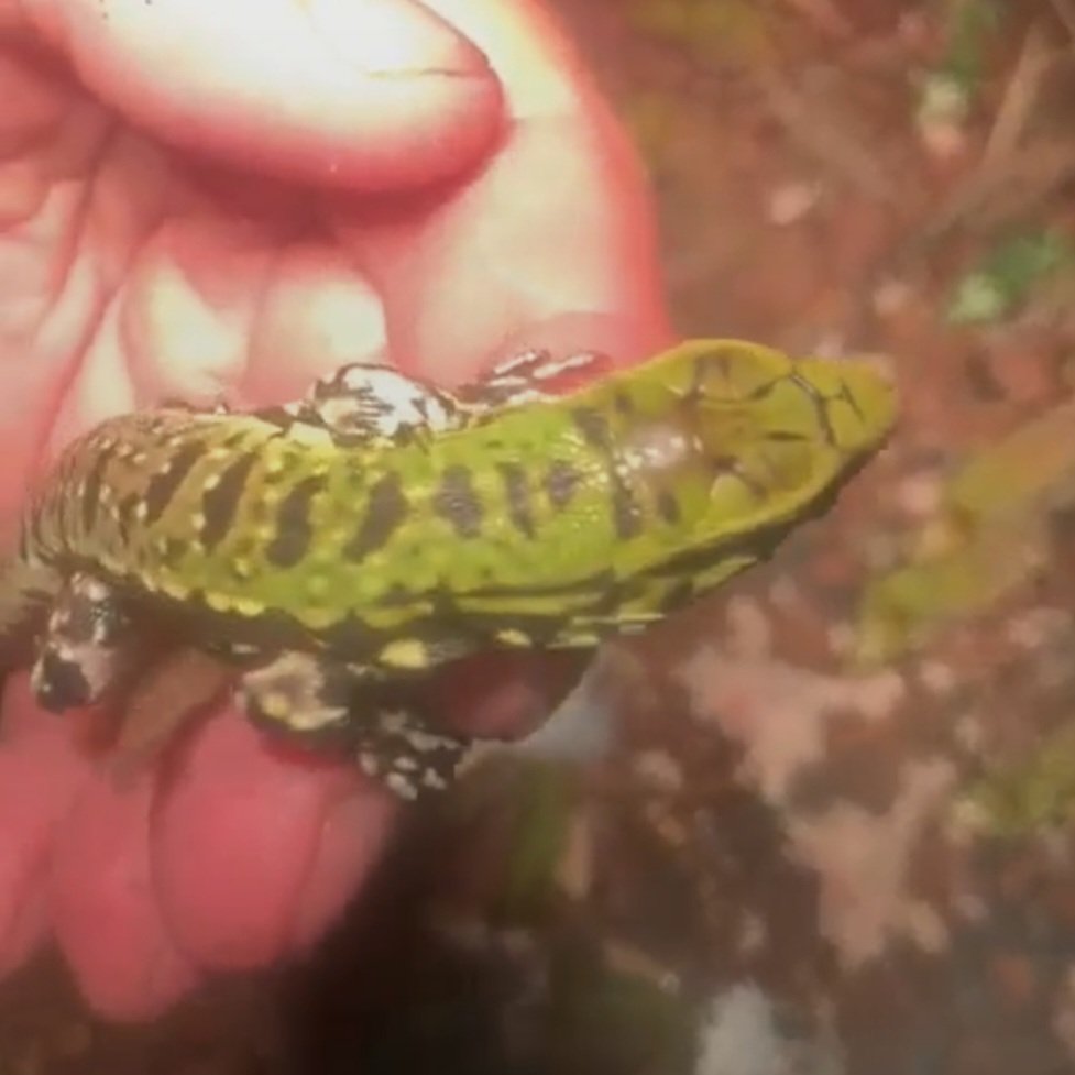 Baby Black and White Tegus For Sale