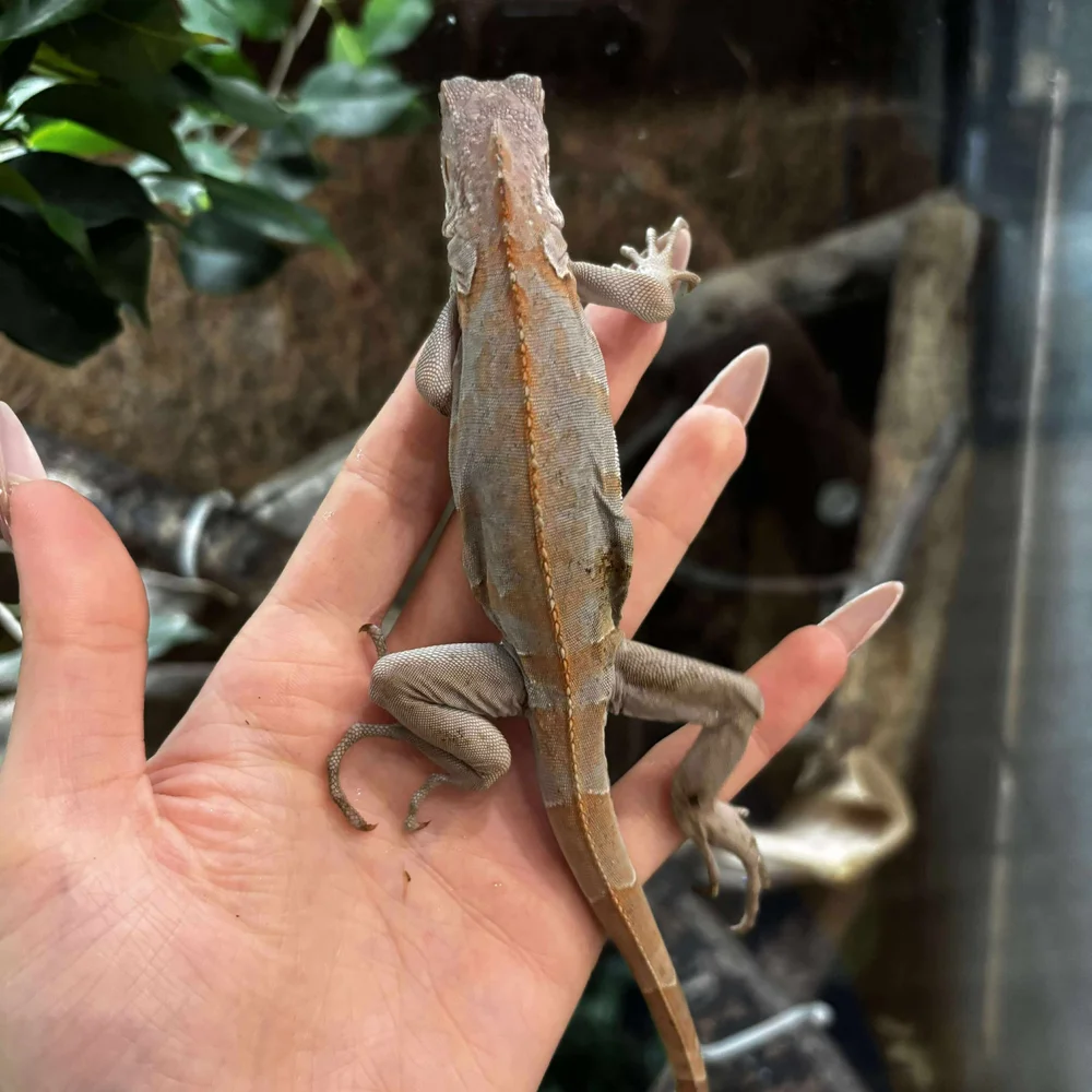 Snow Zero Green Iguana For Sale - Baby
