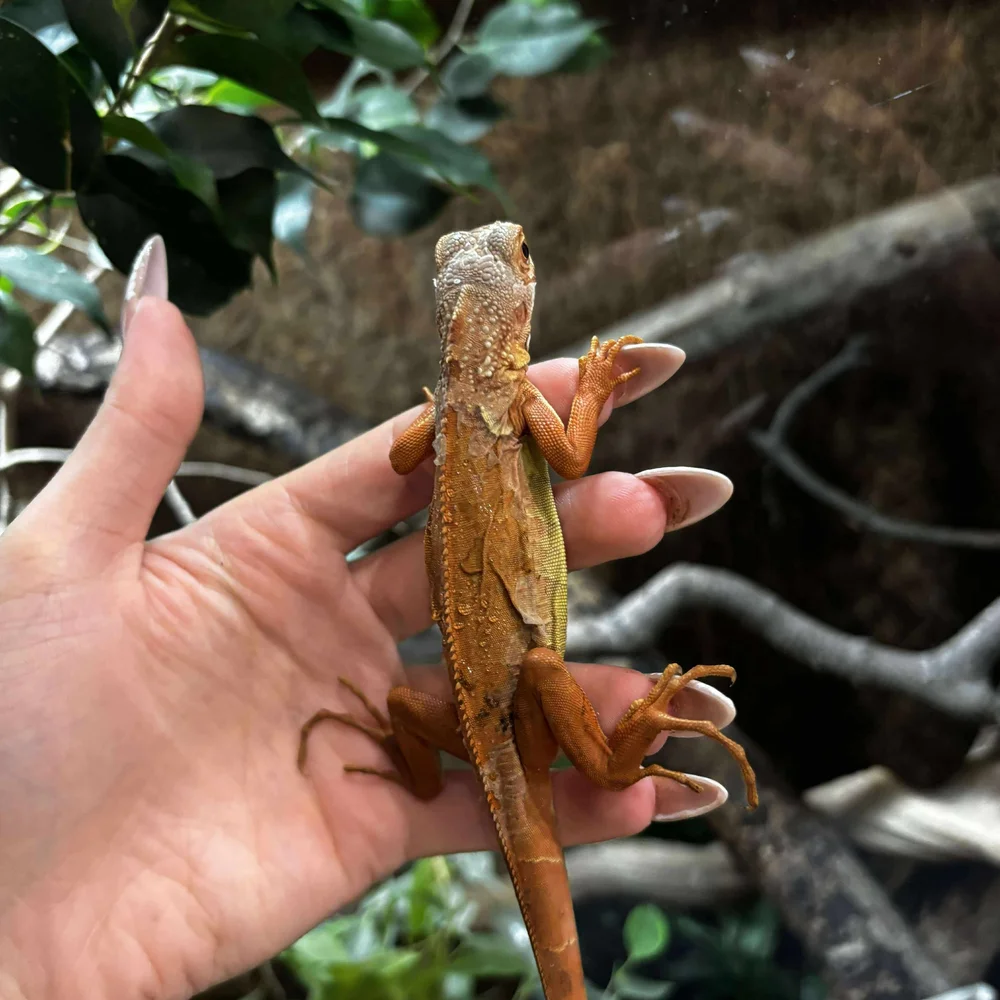 Orange Zero Green Iguana For Sale - Baby