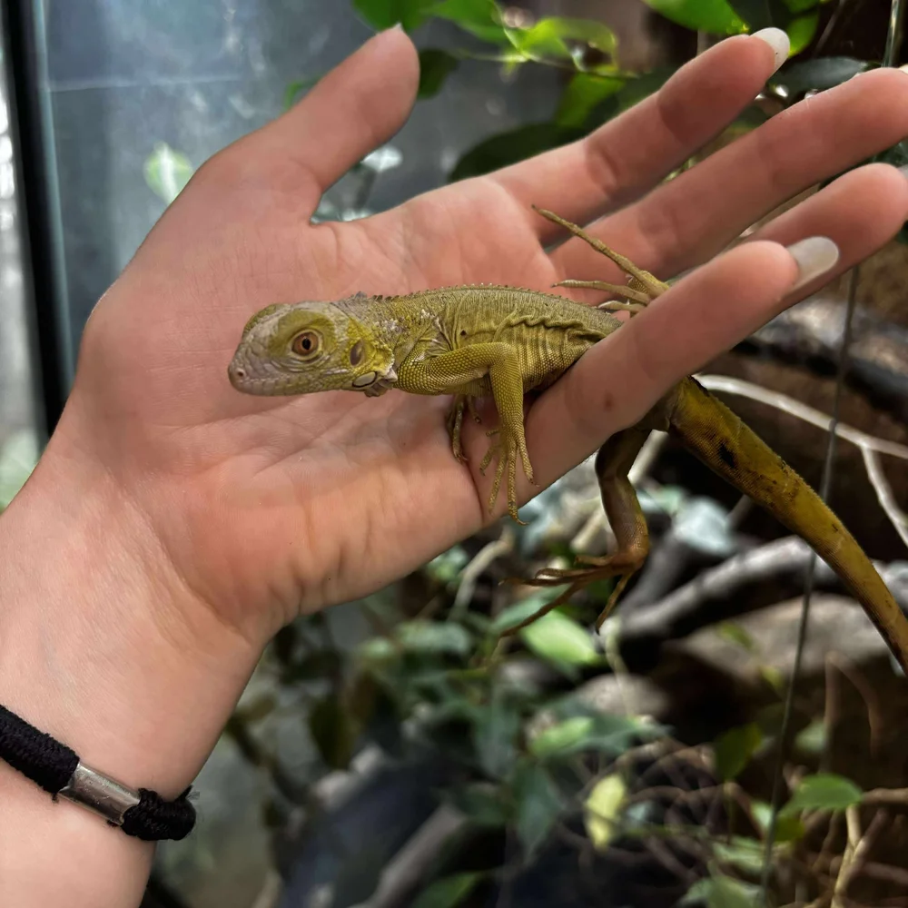 専用　iguanagreen様 Lime Zero Green Iguana For Sale - Baby