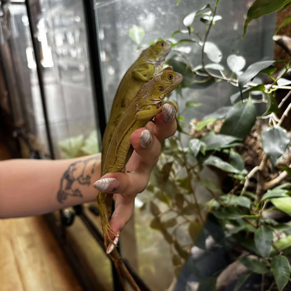Lime Zero Green Iguana For Sale - Baby
