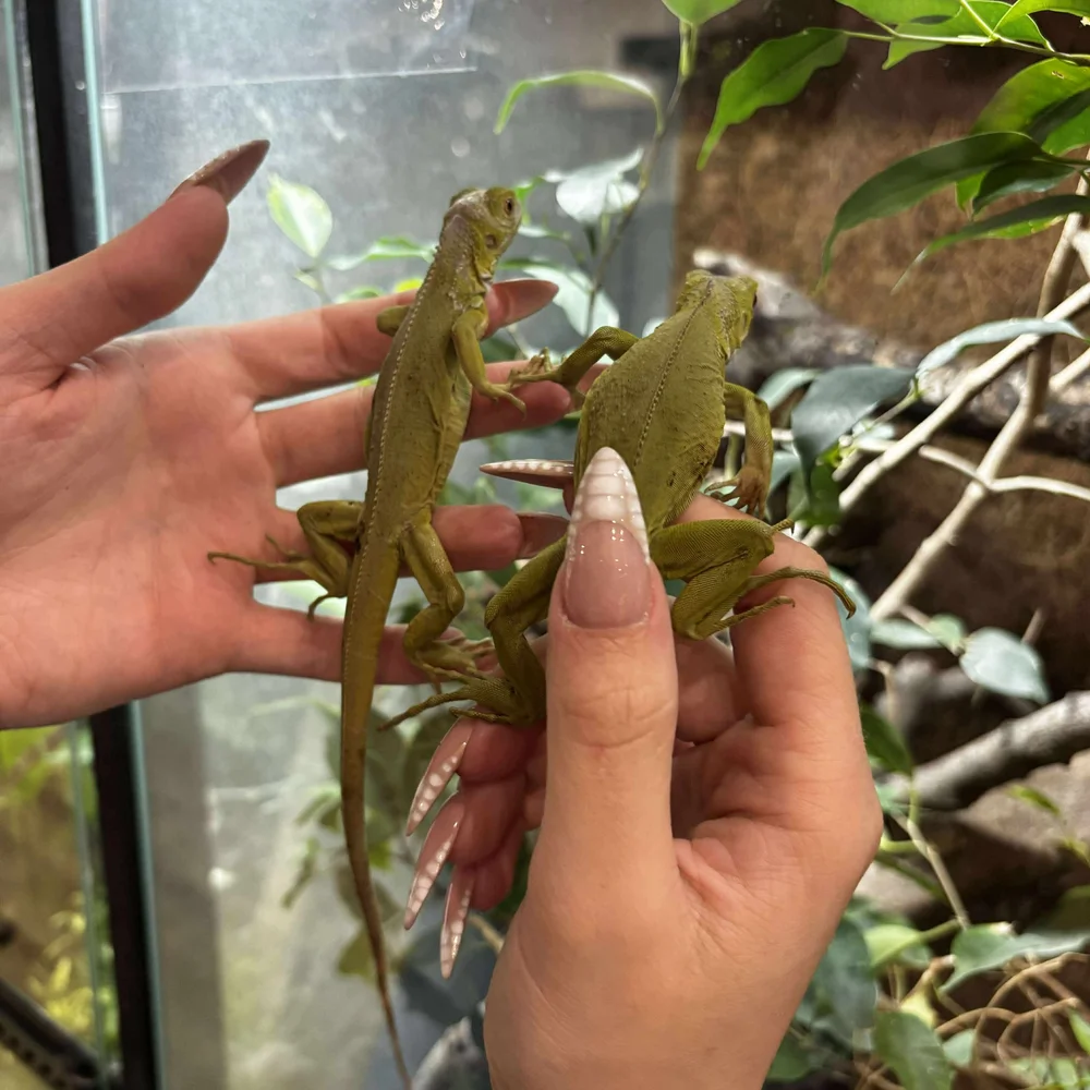 Lime Zero Green Iguana For Sale - Baby