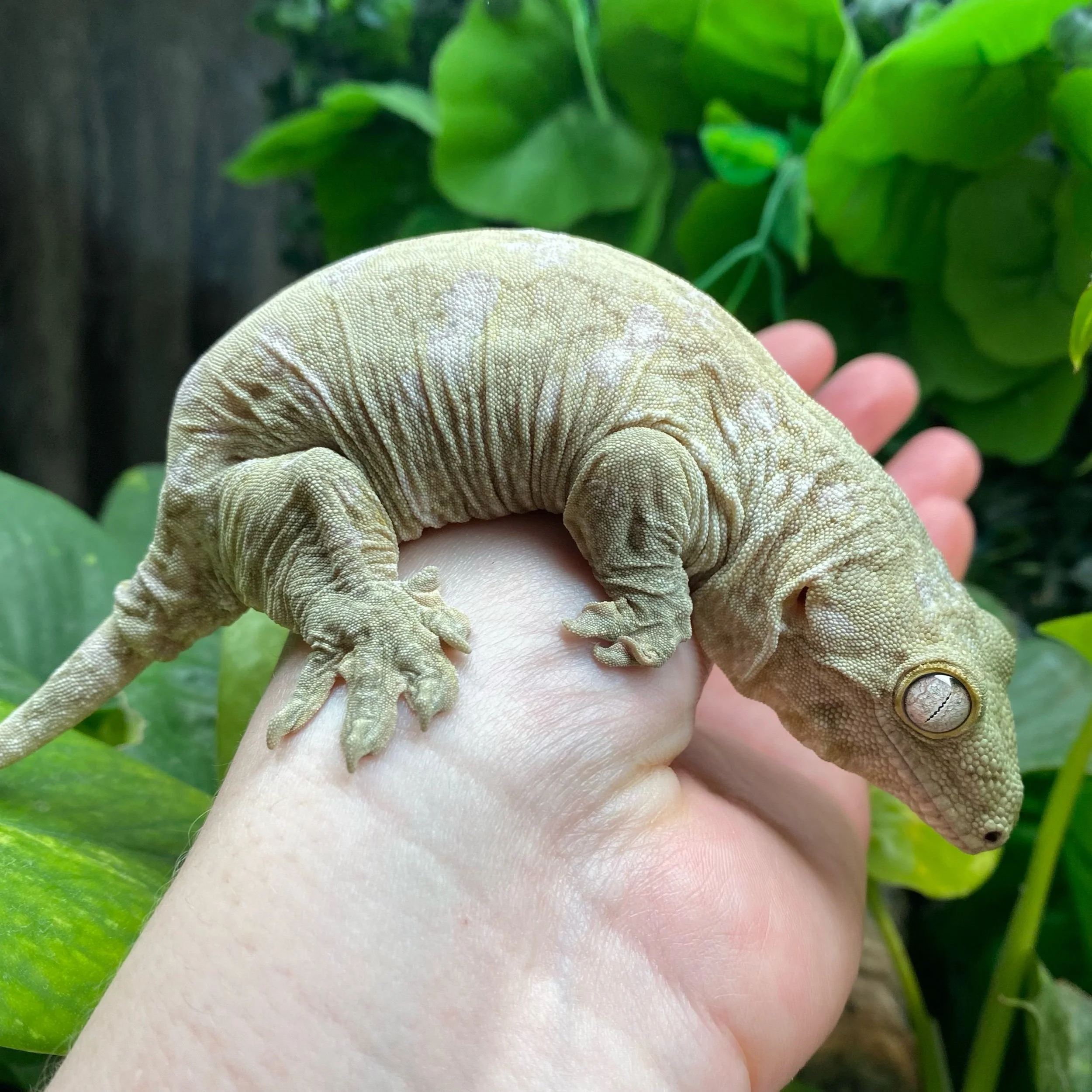 'Gherkin' The Giant Gecko For Rehoming