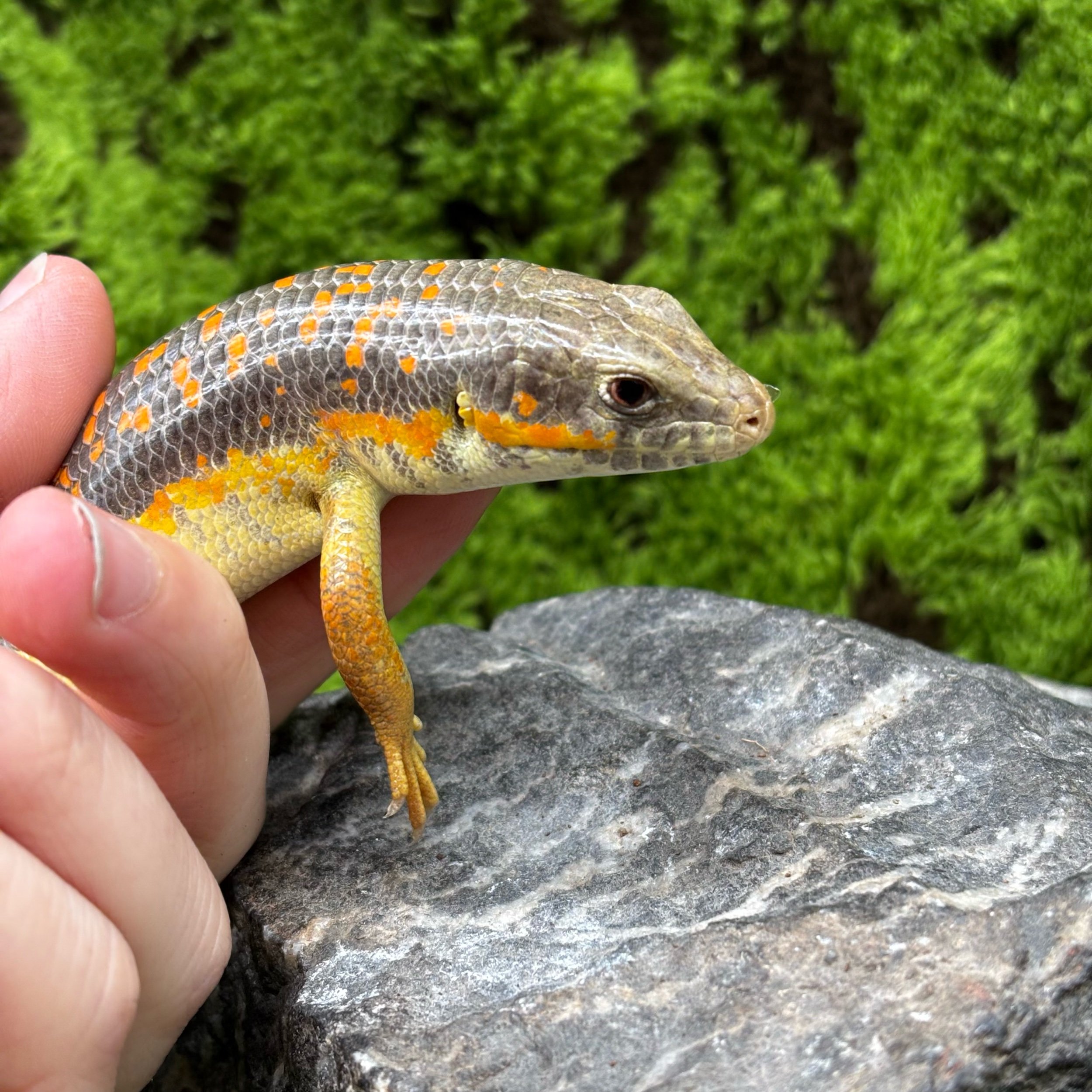 Berber Schneider’s Skink For Sale