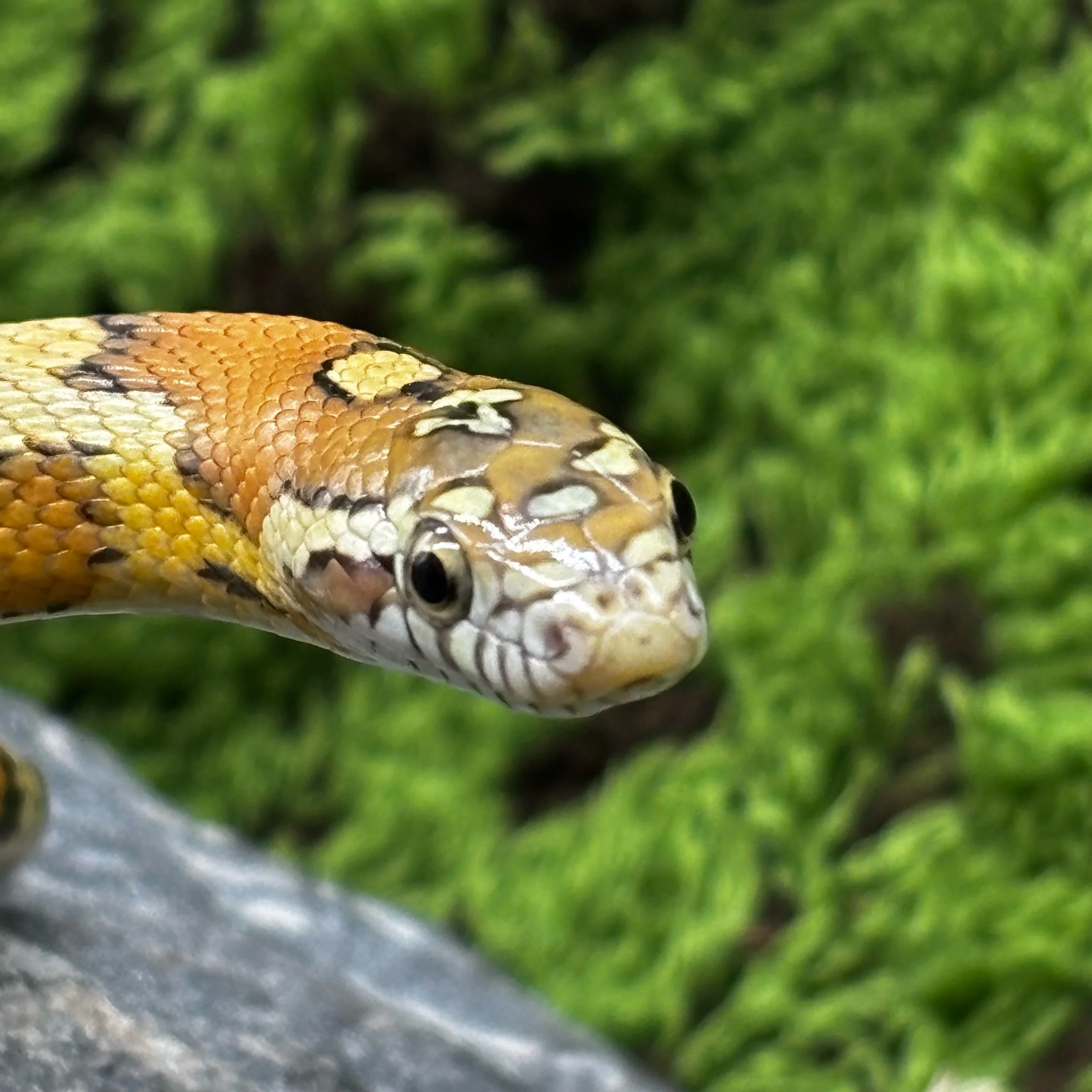 Thayer's Kingsnake x Corn Snake Hybrid For Sale