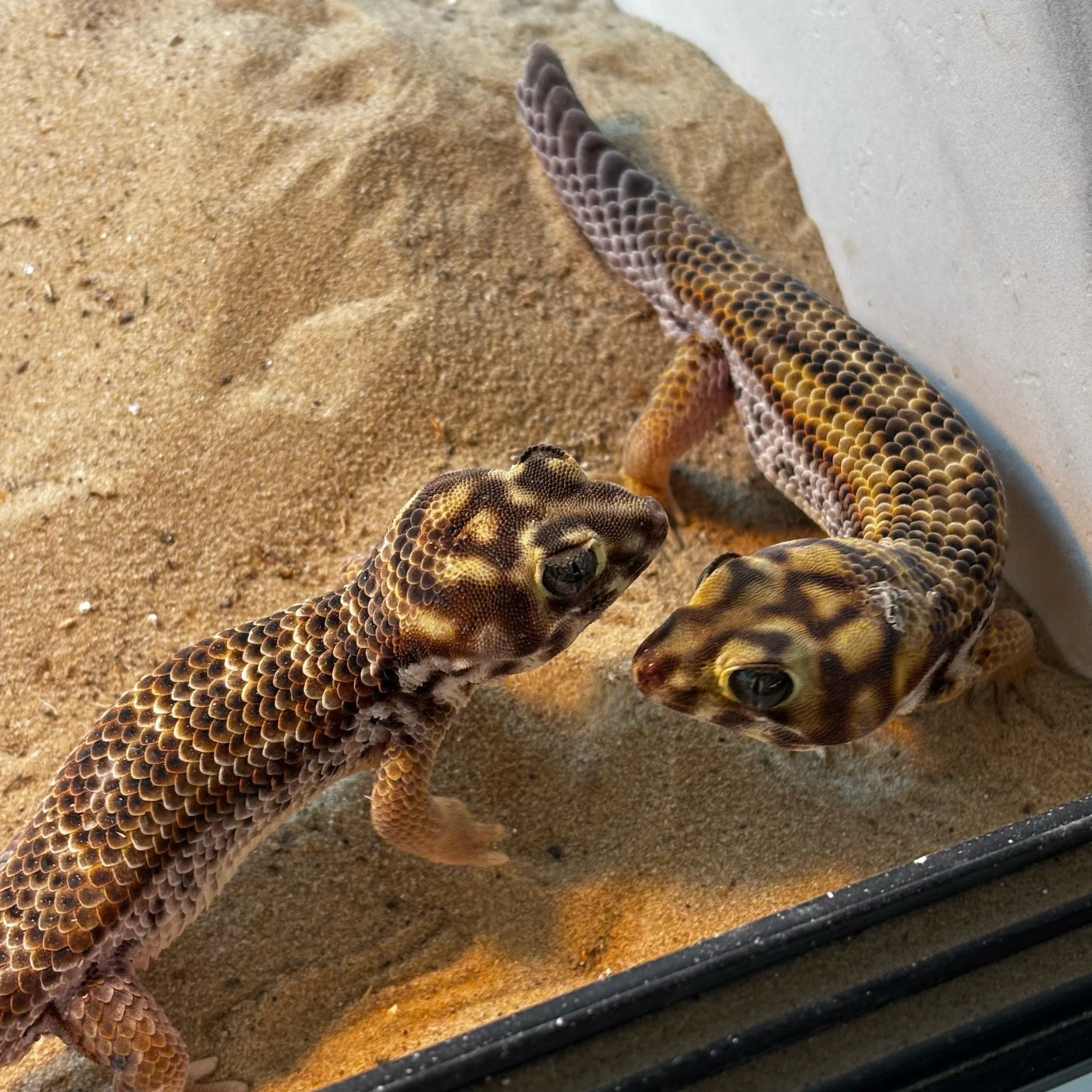 Laying Pair of Frog-Eyed Geckos For Sale - Teratoscincus scincus