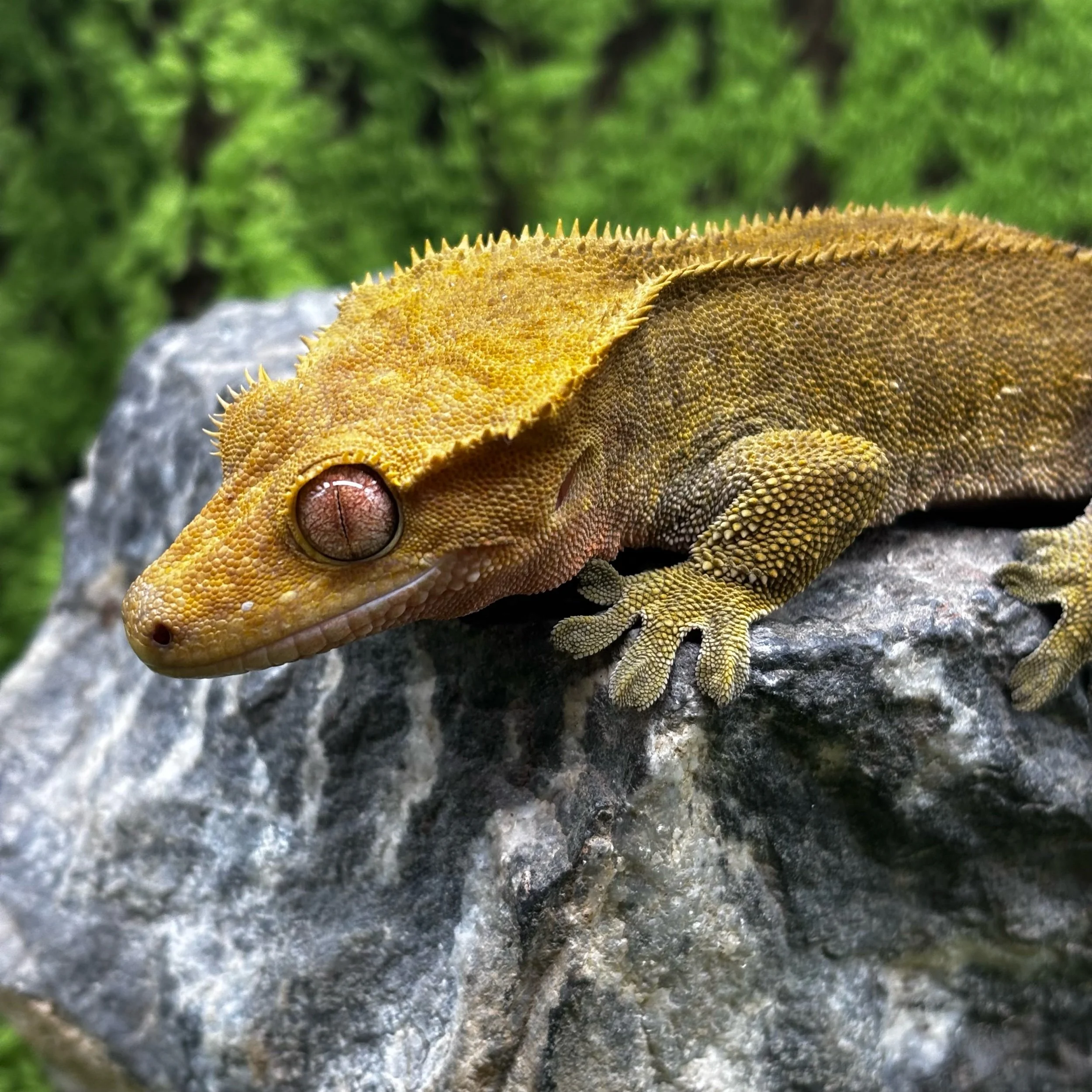Phantom Empty Back Crested Gecko For Sale - Male